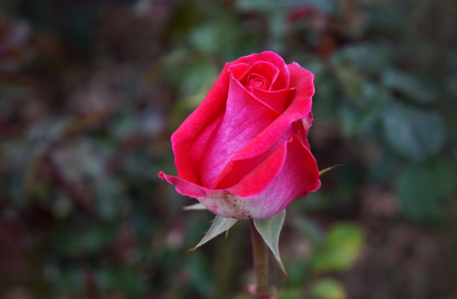 Sony Alpha NEX-F3 + Sony E 18-55mm F3.5-5.6 OSS sample photo. Roses, rose buds, beauty photography