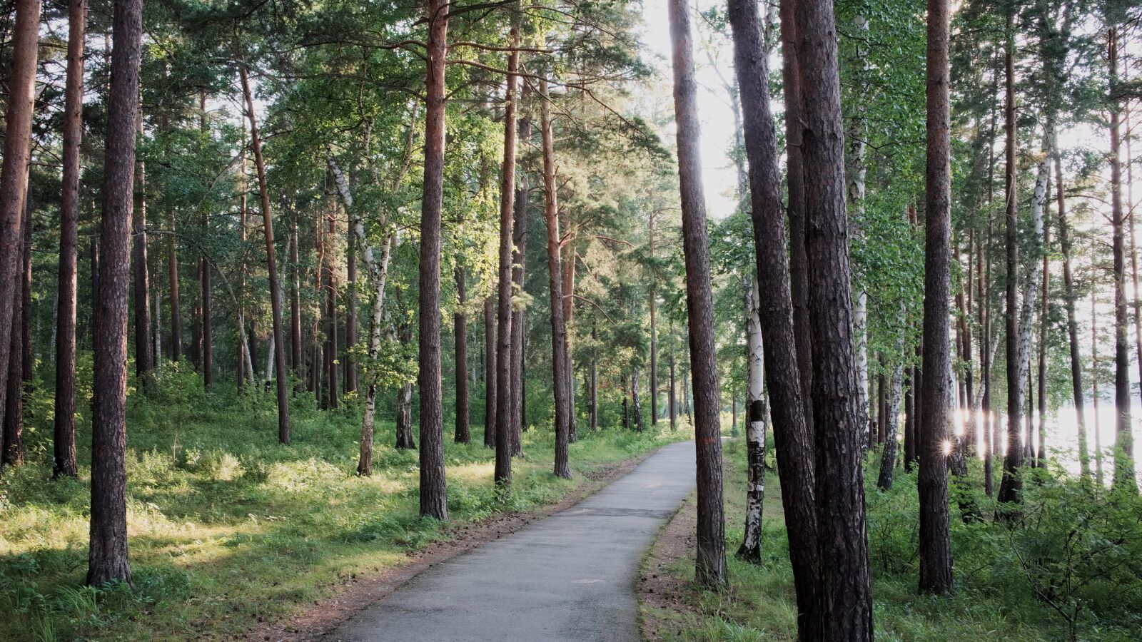 Nikon Coolpix A sample photo. Landscape, pine forest, road photography