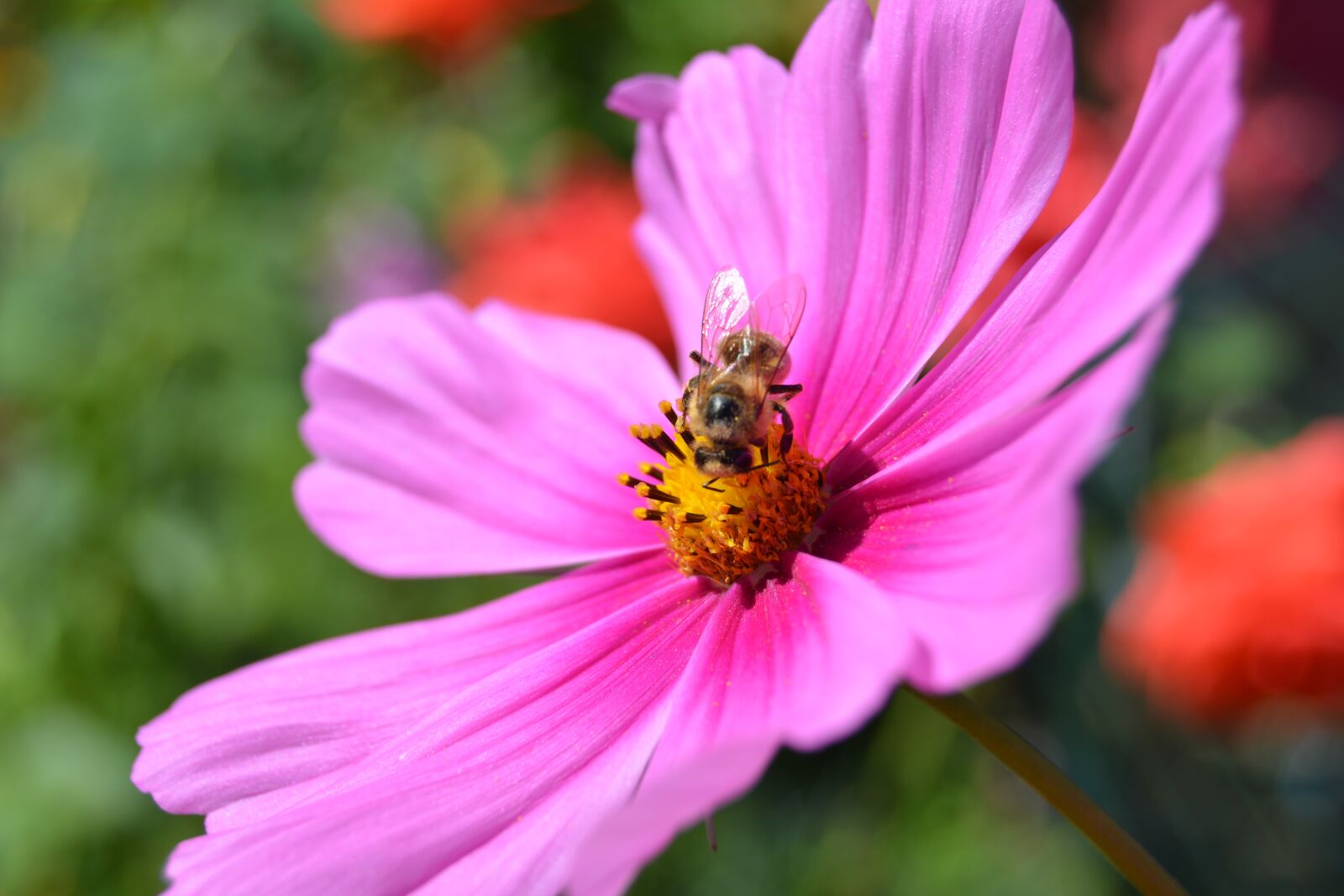 Nikon D5200 sample photo. Pink, flower, garden photography