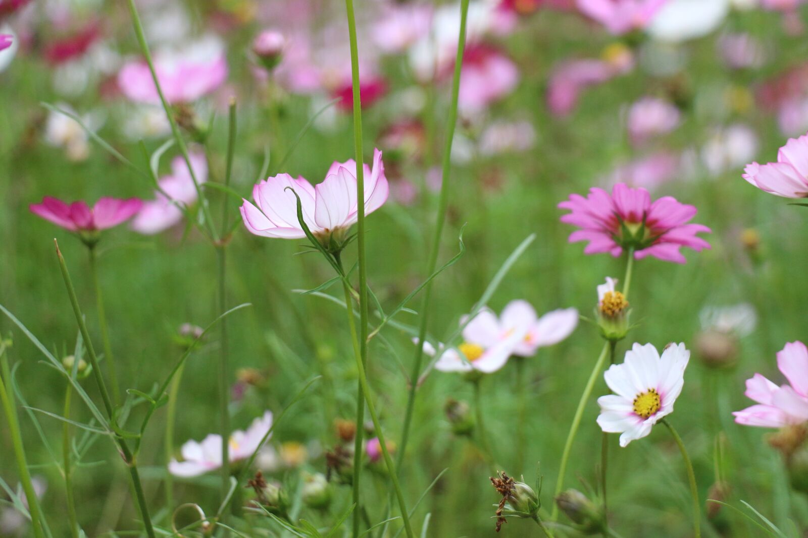 Canon EOS 700D (EOS Rebel T5i / EOS Kiss X7i) sample photo. Flower, nature, plant photography
