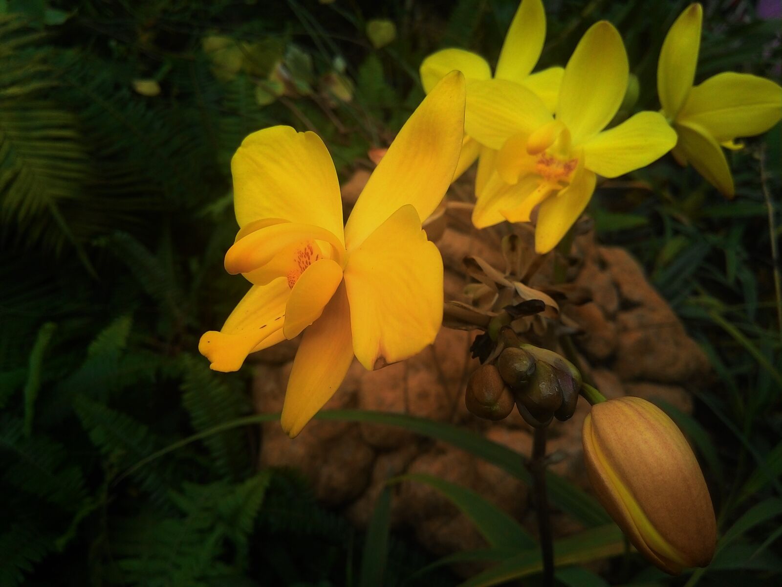 ASUS T00J sample photo. Nature, flower, yellow photography