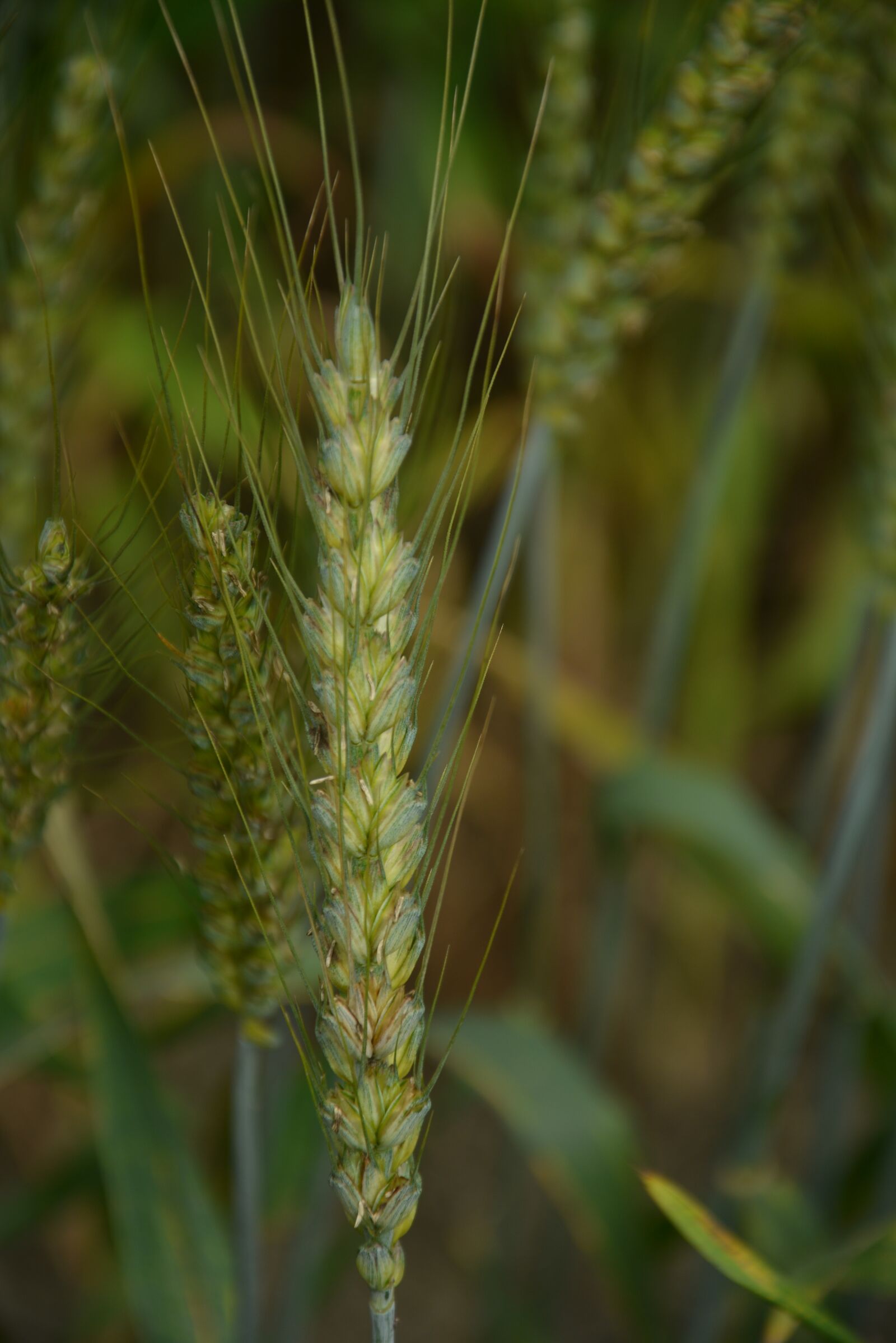Nikon D5200 sample photo. Wheat, green photography