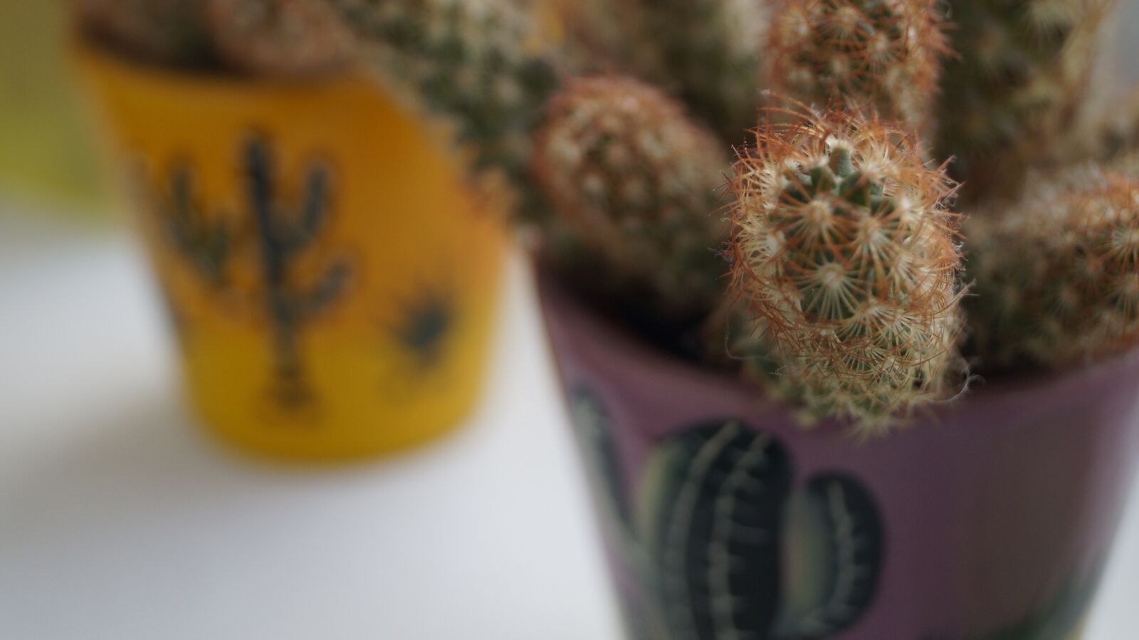 Sony SLT-A37 sample photo. Cactus, flora, mexico photography