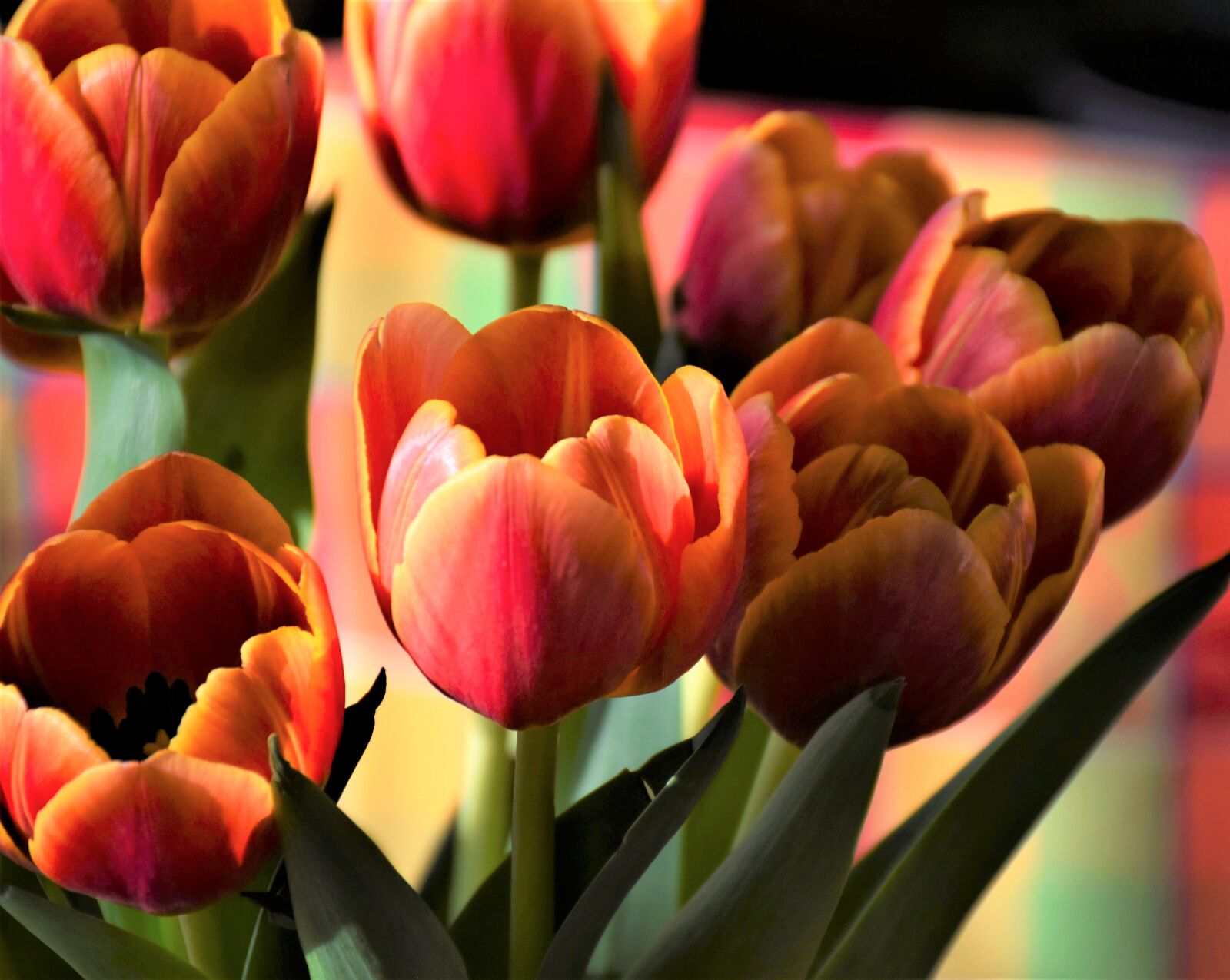 Nikon D7200 sample photo. Tulips, flower, spring photography