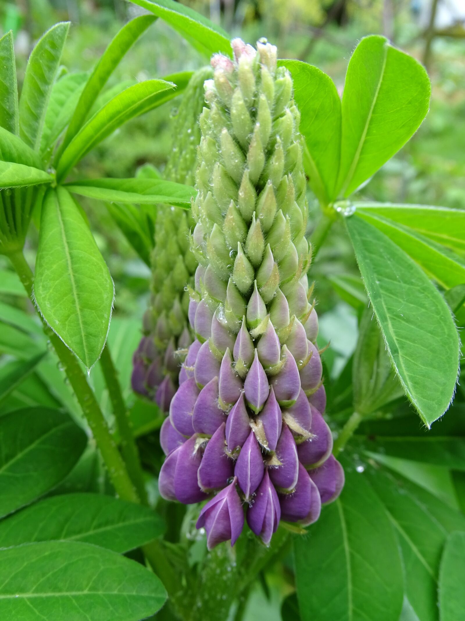 Sony Cyber-shot DSC-HX400V sample photo. Lupine, lupin flower, garden photography