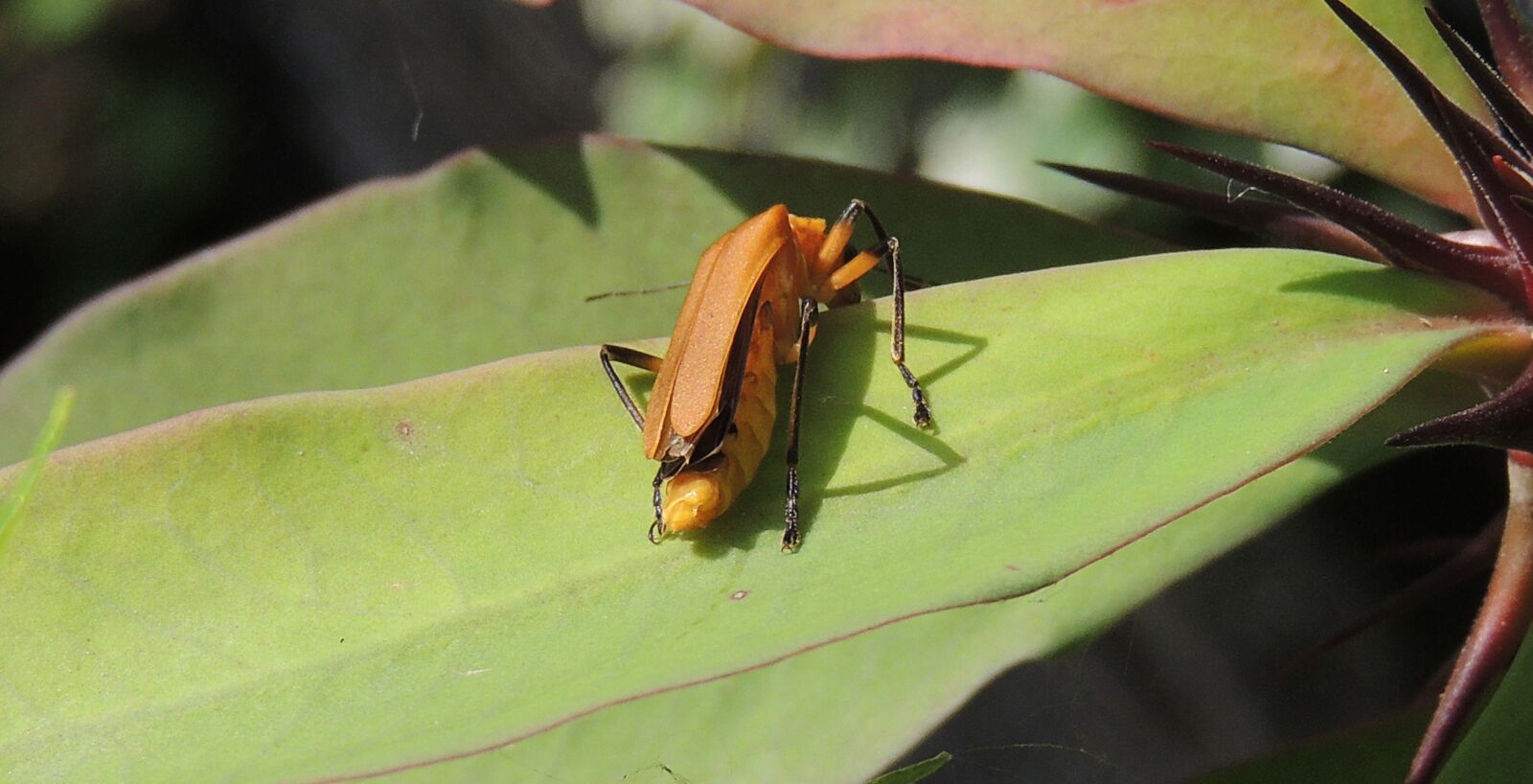 Nikon Coolpix P510 sample photo. Insect, macro, garden photography