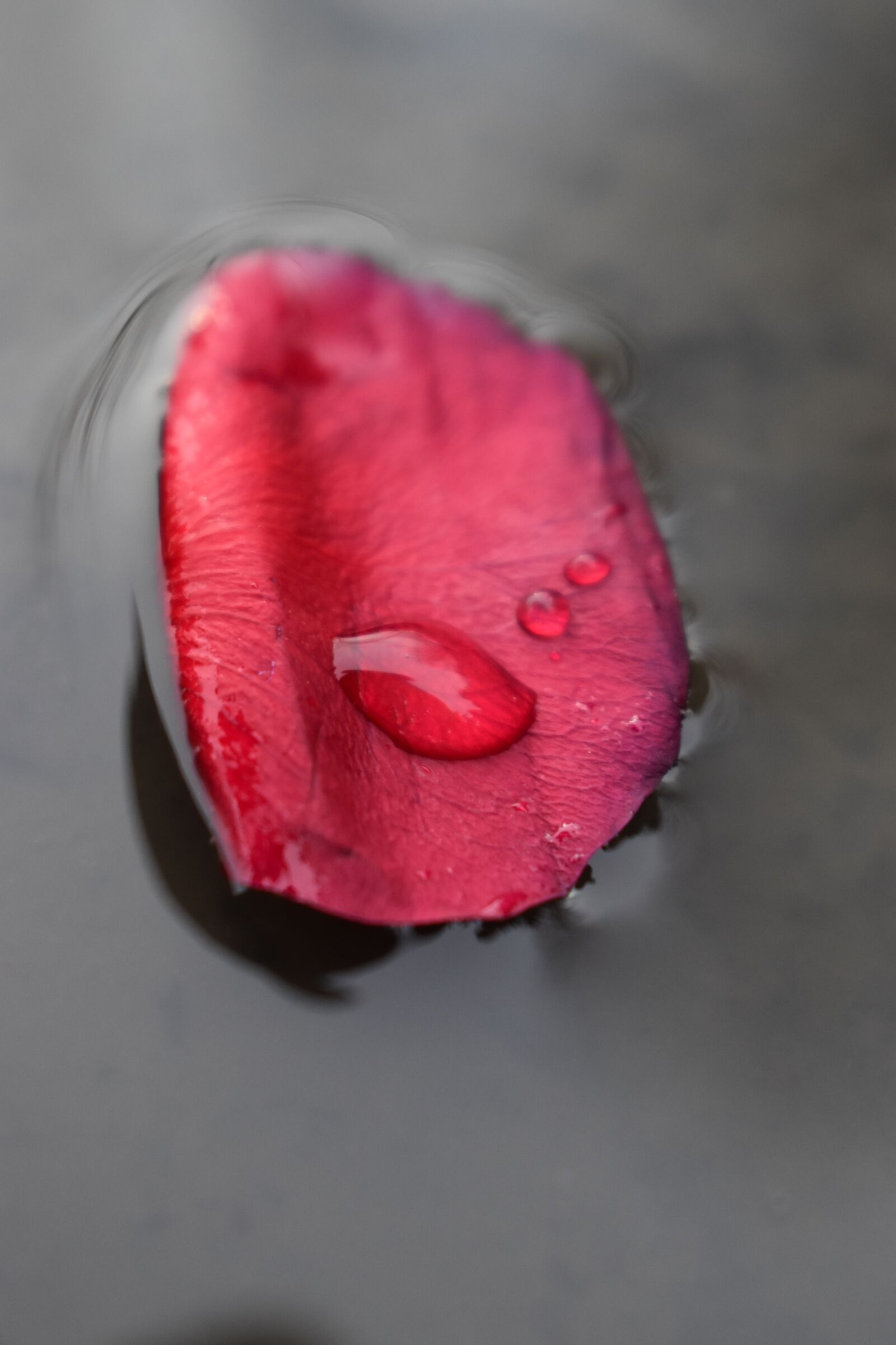 Nikon D3500 sample photo. Petals, red, water photography
