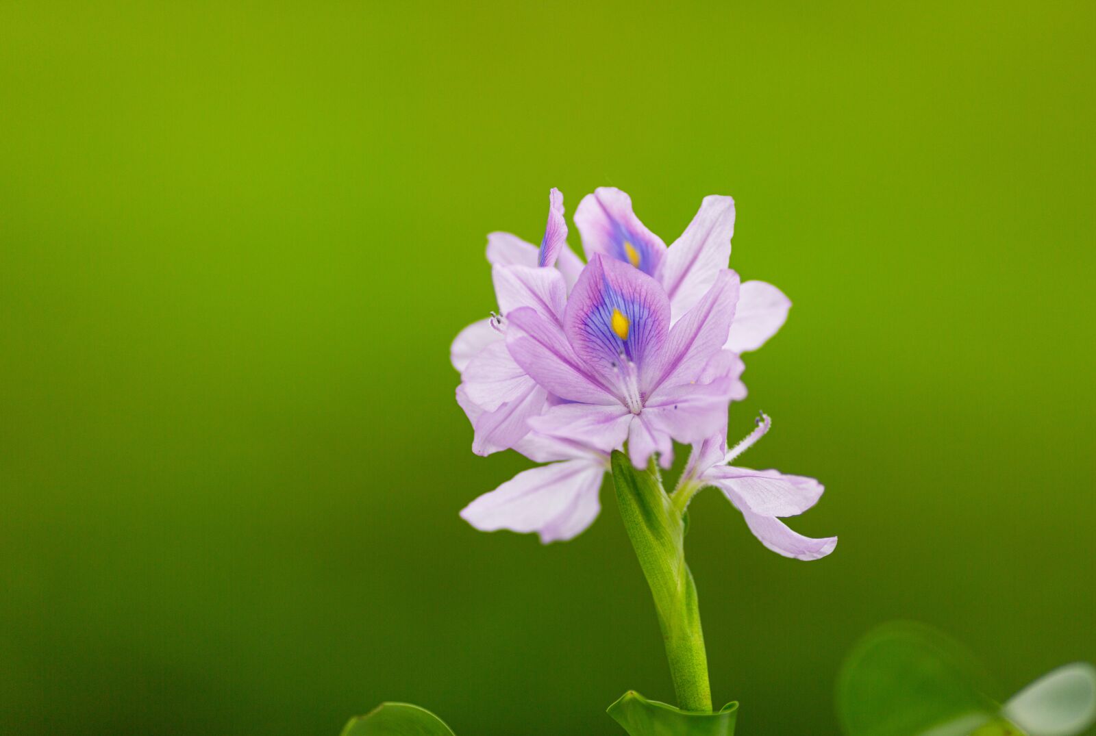 Canon EOS 5D Mark III + Canon EF 135mm F2L USM sample photo. Eichhornia crassipes, flower, ruffles photography