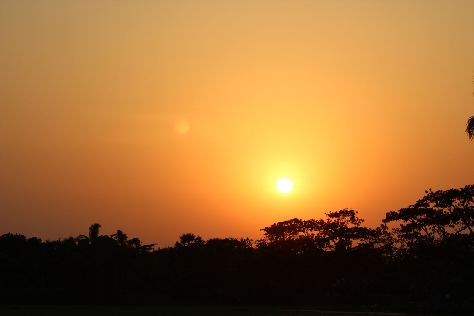 Canon EF75-300mm f/4-5.6 sample photo. Sun, nature, yellow photography