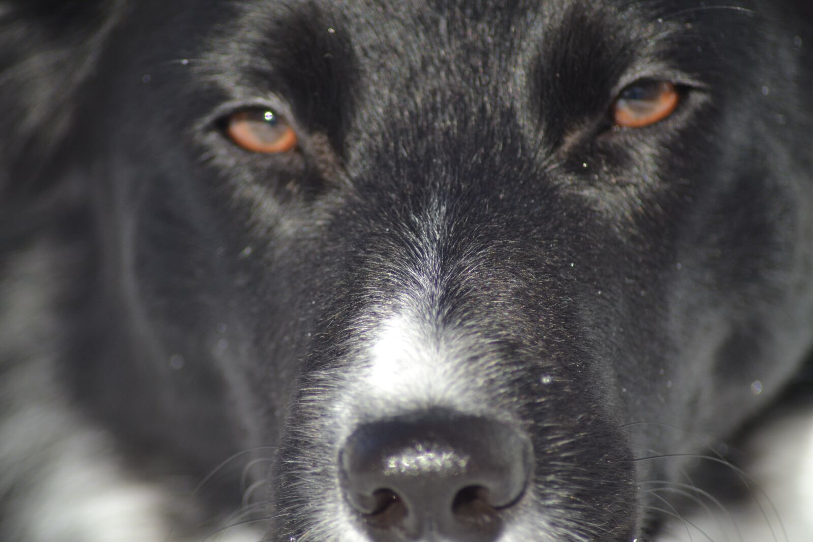 Nikon D3100 sample photo. Dog, border collie, eyes photography