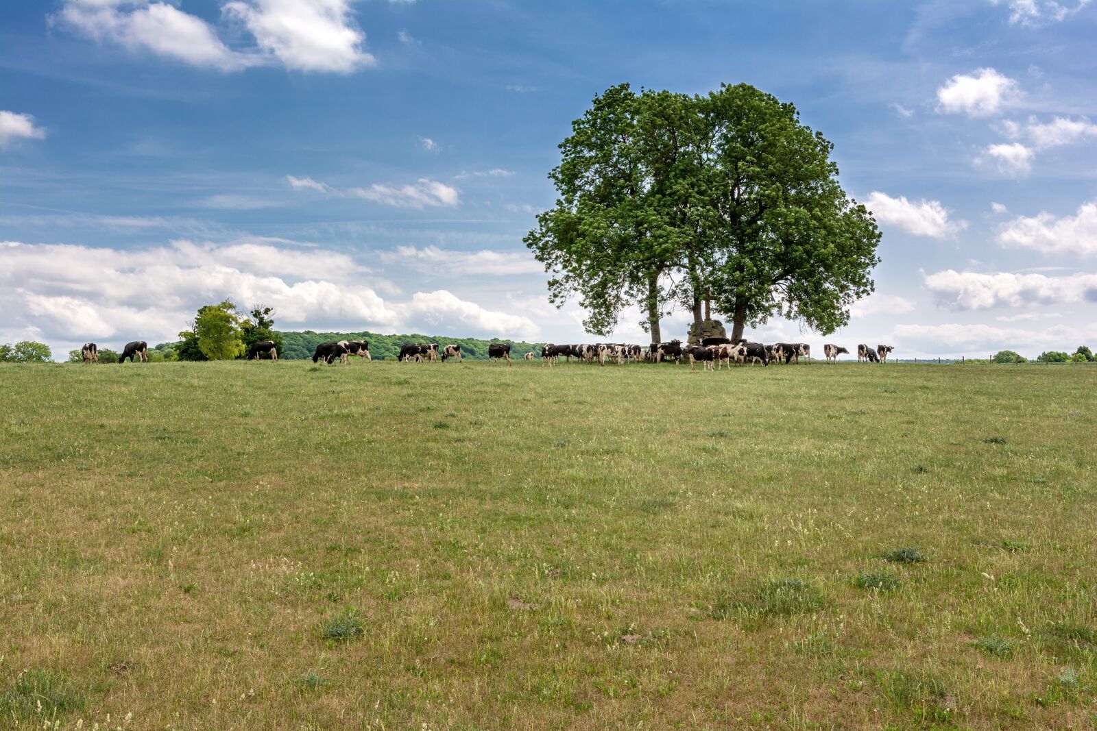 Nikon D5200 sample photo. Tree, meadow, cow photography