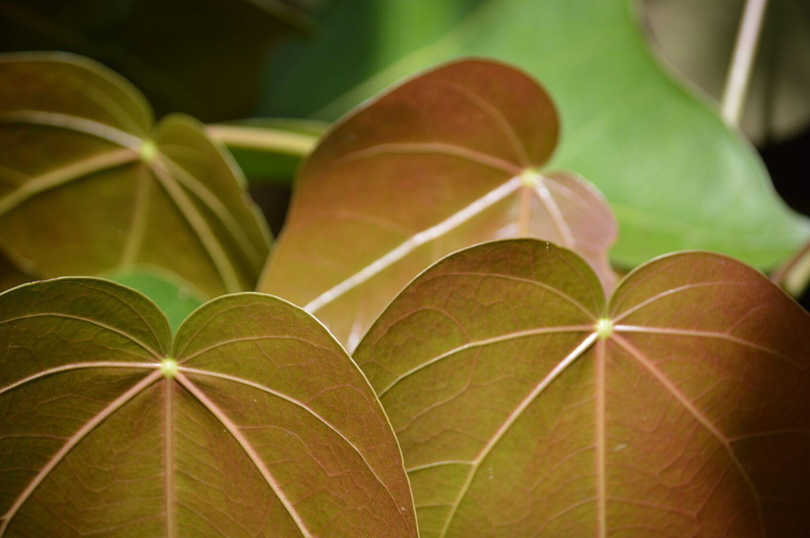 Nikon D3200 sample photo. Plant, leave, flora photography