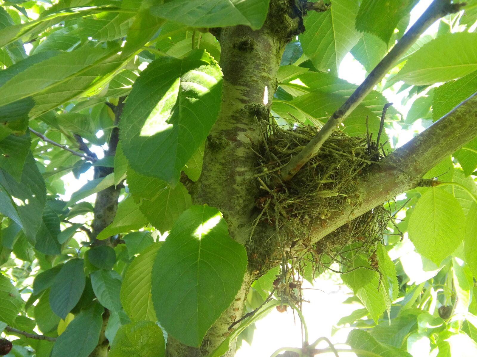 LG LBello sample photo. Nest, tree, ave photography