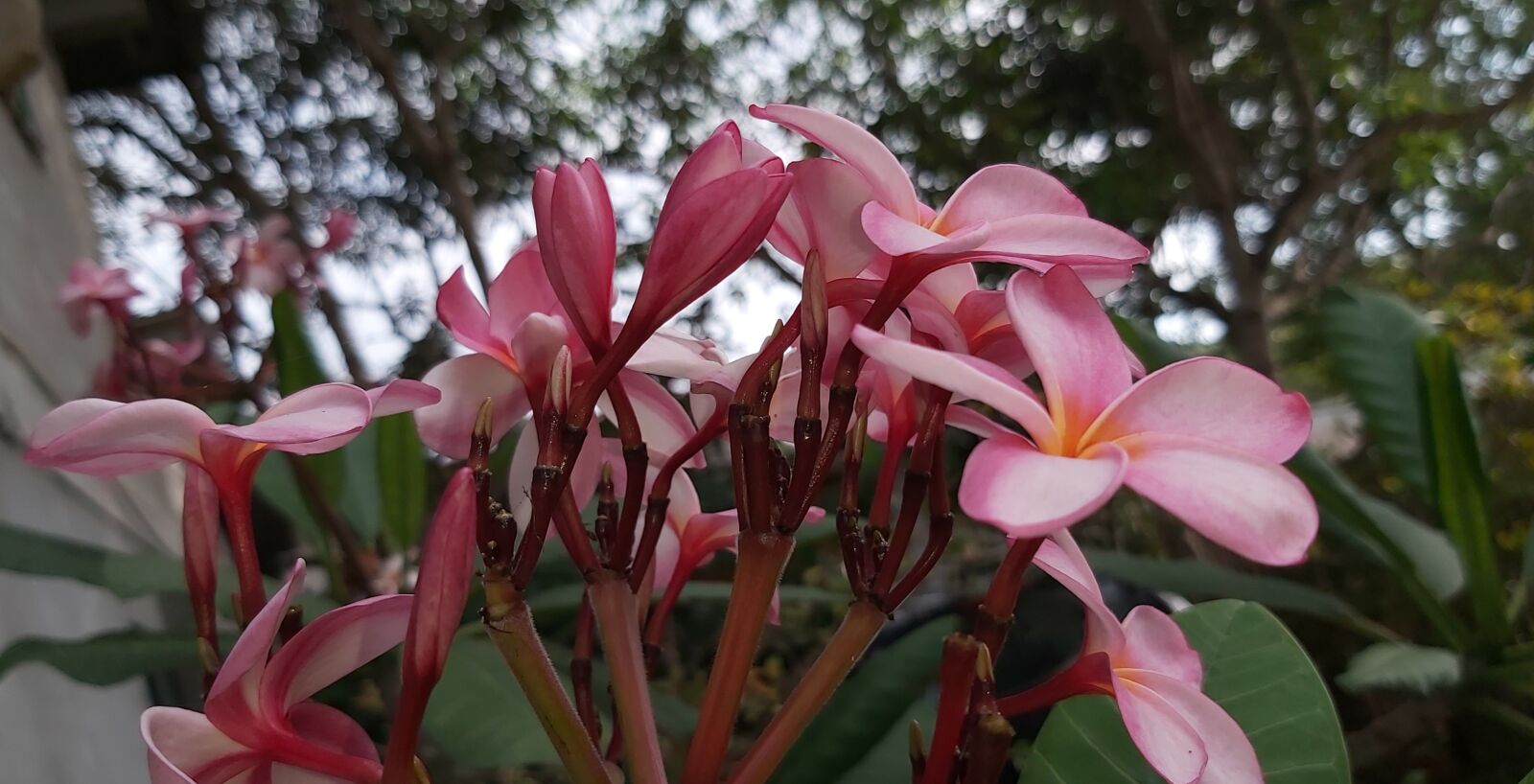 Samsung Galaxy A70 sample photo. Plants, nature, flowers photography