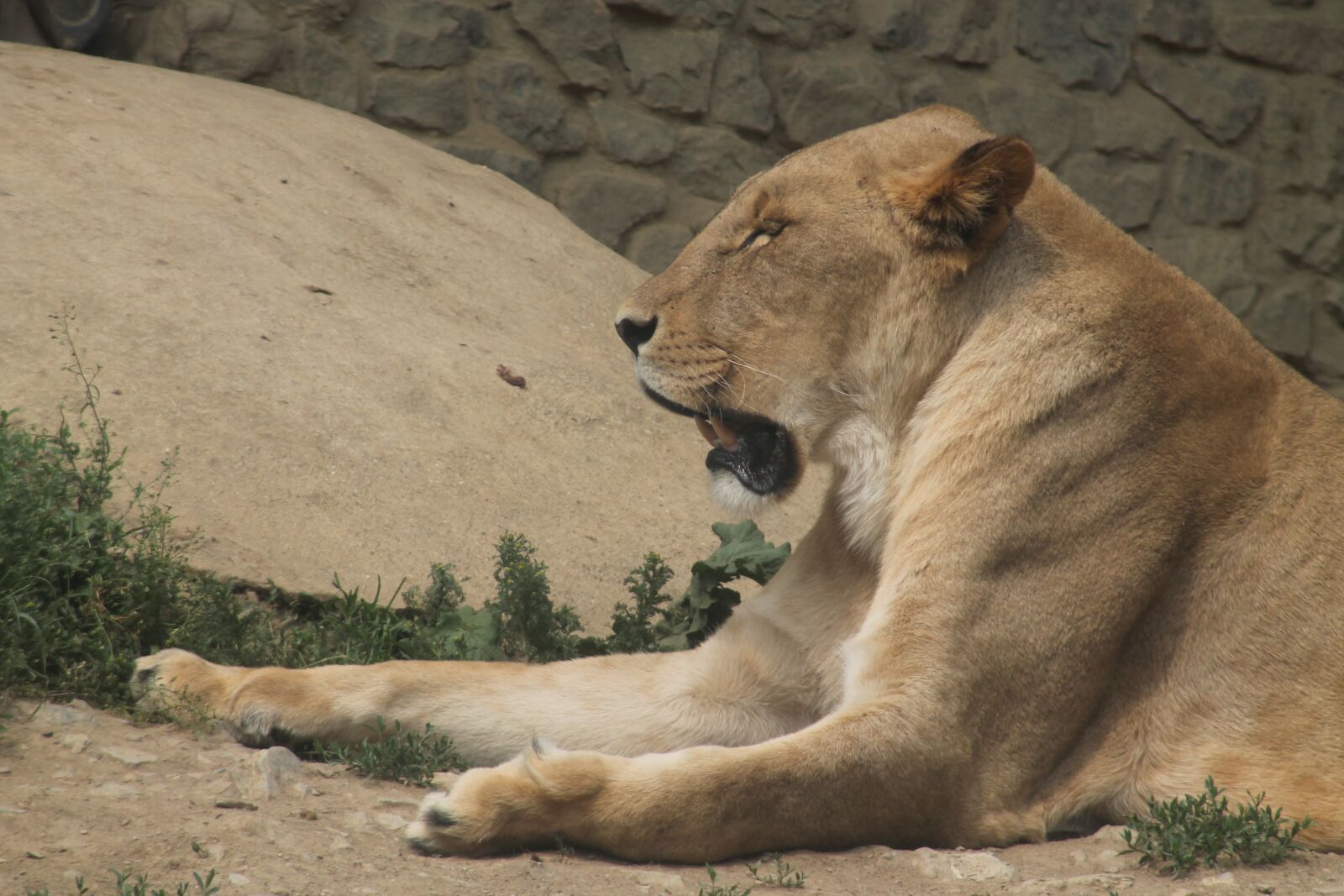 Canon EF75-300mm f/4-5.6 sample photo. Mammal, animal world, nature photography