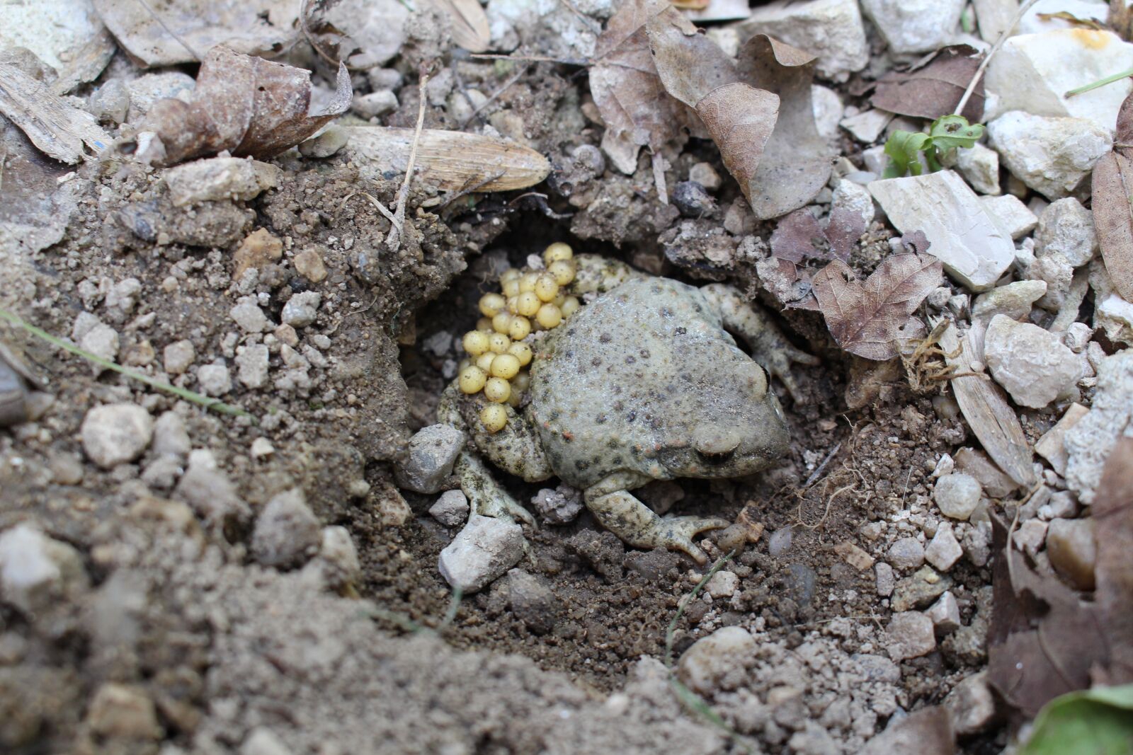 Canon EOS 700D (EOS Rebel T5i / EOS Kiss X7i) sample photo. Toad, animals, gerardo photography