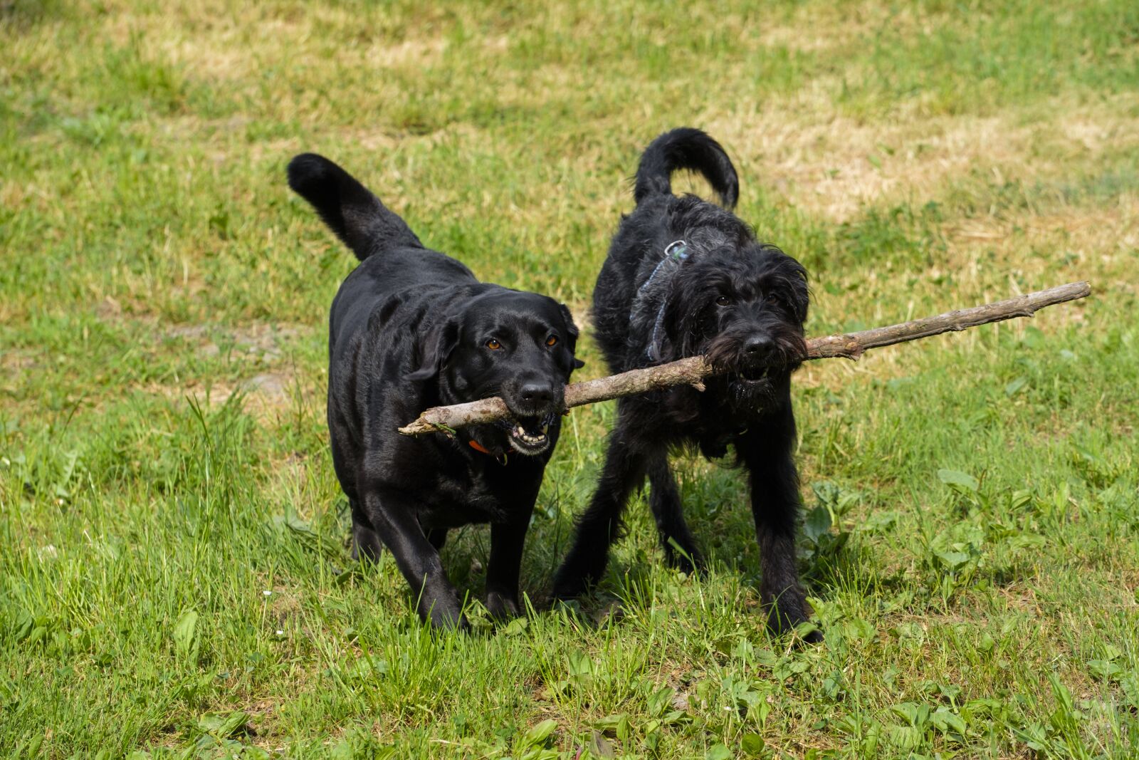 Fujifilm X-T2 + Fujifilm XF 80mm F2.8 R LM OIS WR Macro sample photo. Labrador, retriever, labradoodle photography