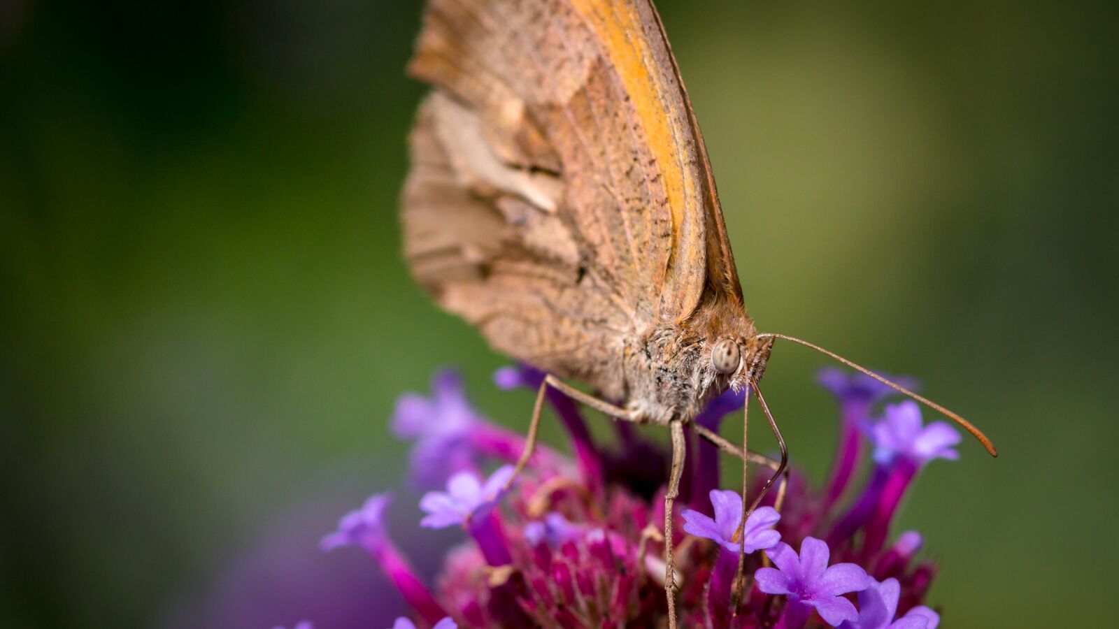 Canon EOS 70D sample photo. Butterfly, insect, macro photography