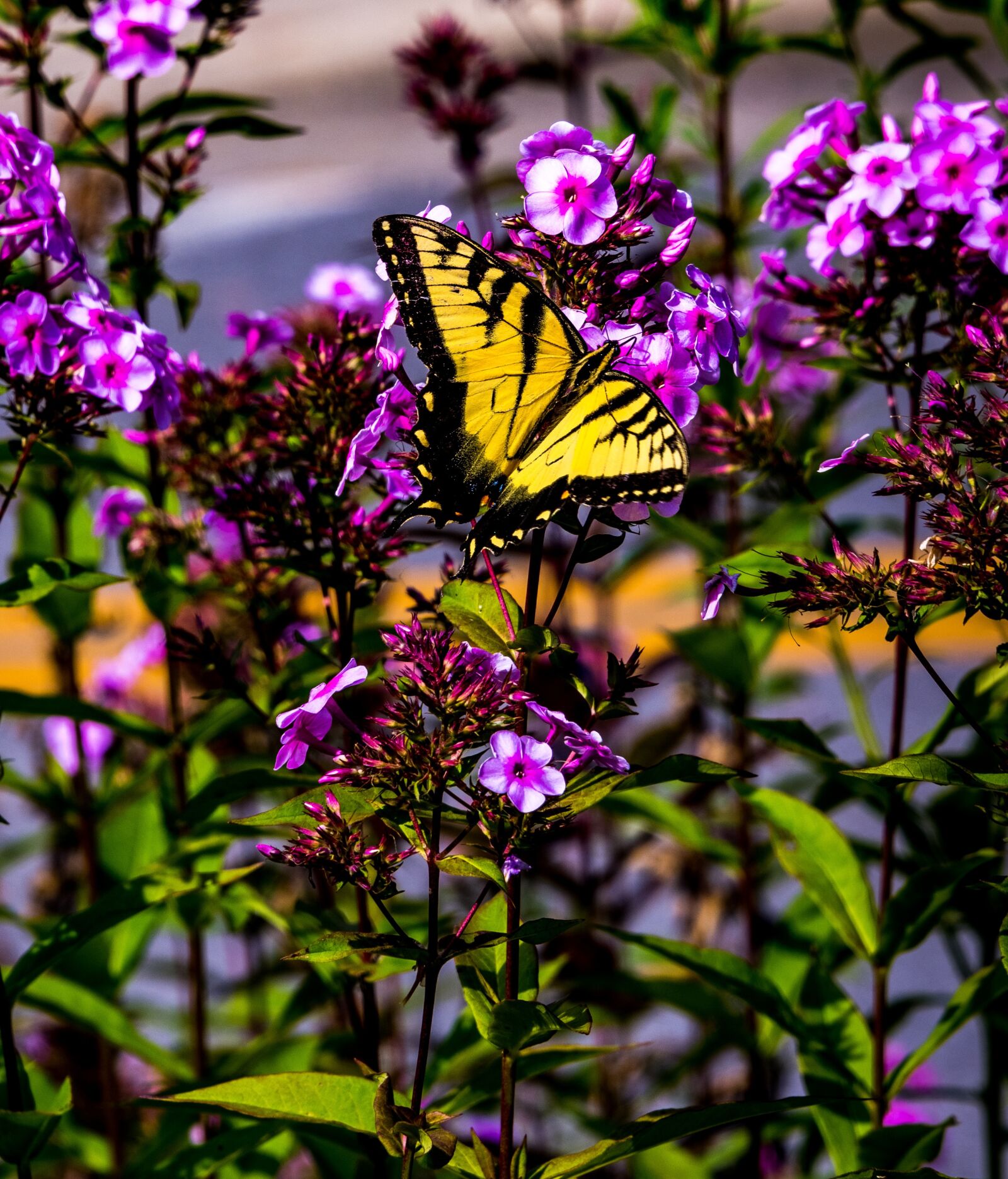 Nikon D850 sample photo. Butterfly, plant, spring photography