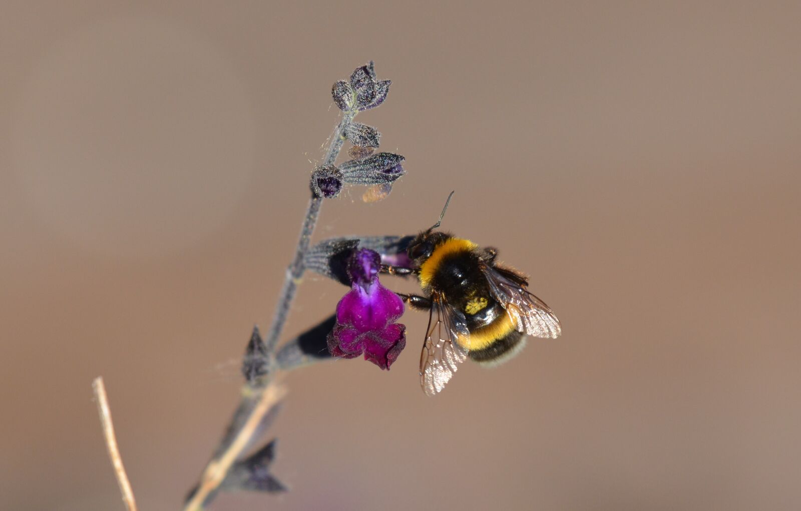 Nikon D5100 sample photo. Bumblebee, flower, insect photography