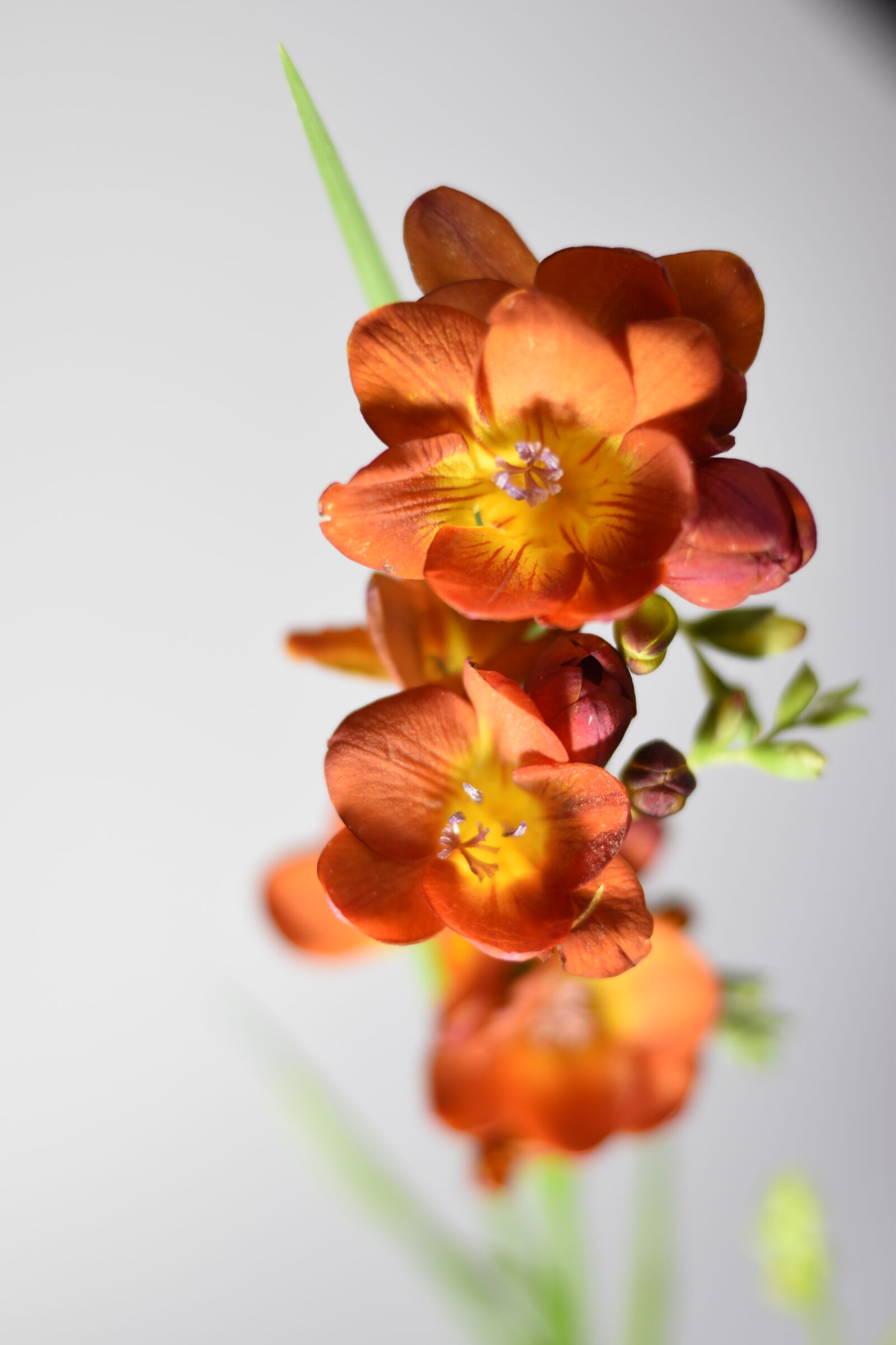 Nikon D5500 sample photo. Flores, paisaje, naturaleza photography