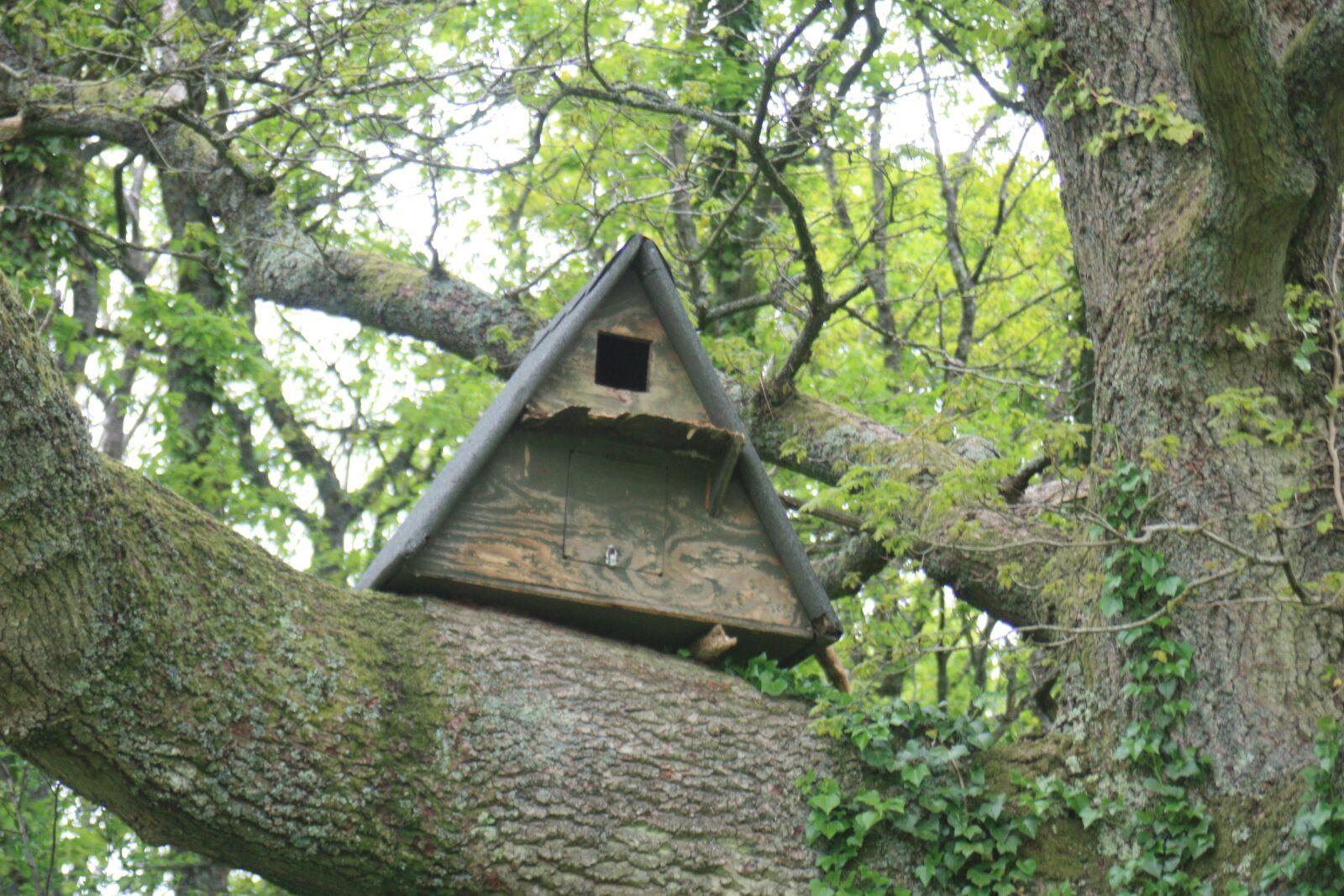 Canon EOS 450D (EOS Rebel XSi / EOS Kiss X2) sample photo. Bat house, tree, forest photography