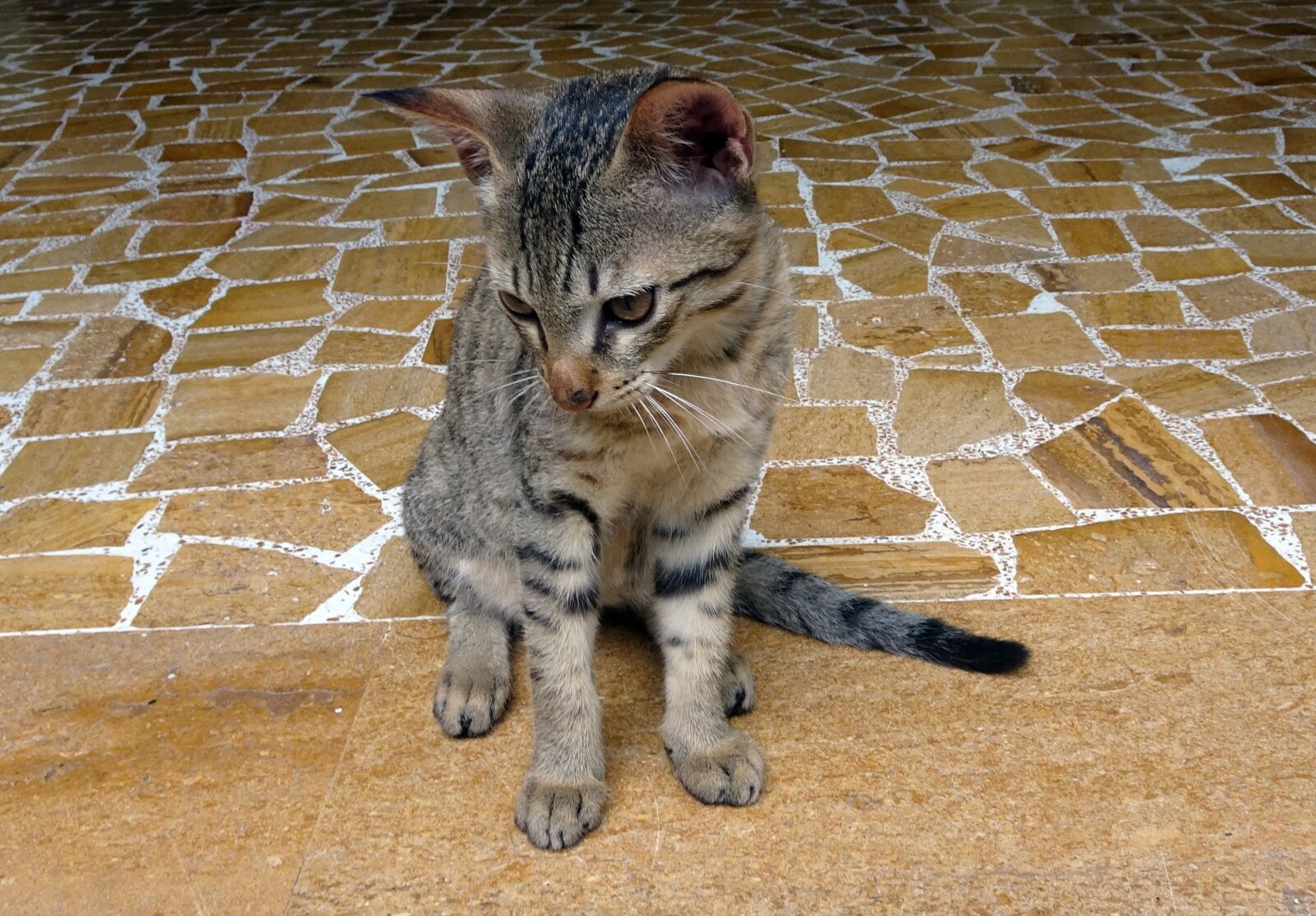 Sony Cyber-shot DSC-HX90V sample photo. Bengal cat, kitten, domestic photography