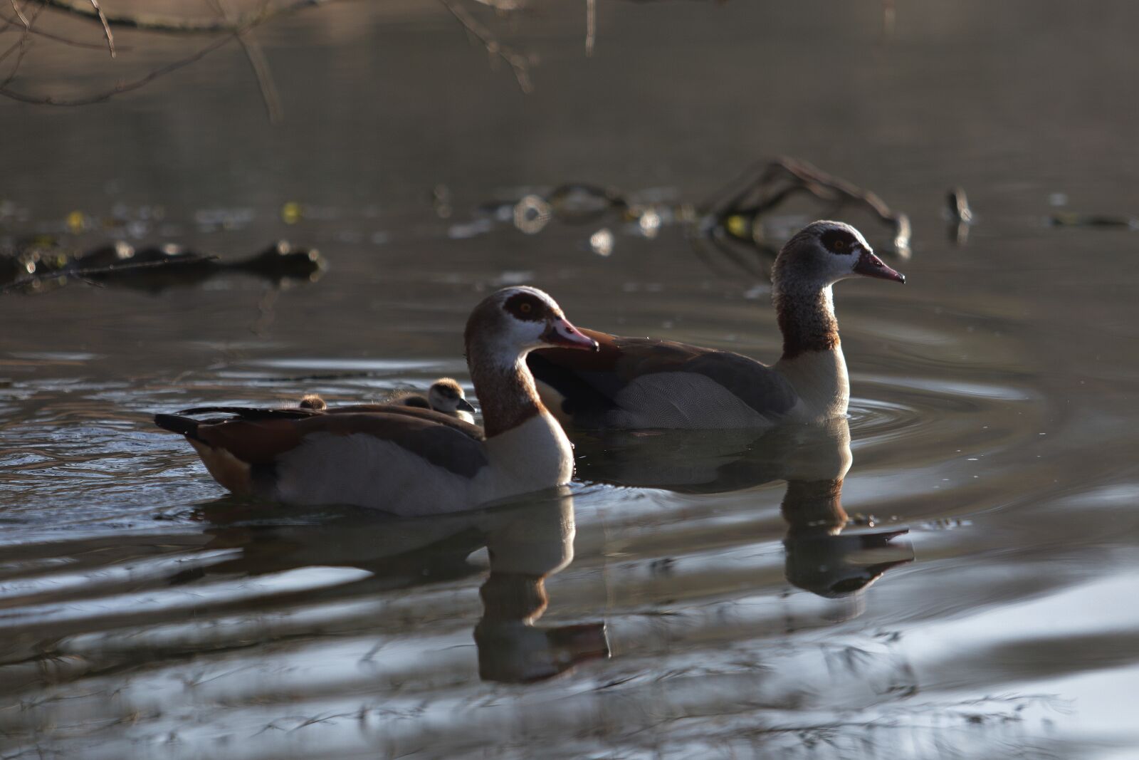 Canon EF 70-200mm F2.8L USM sample photo. Swan, goose, waterfowl photography