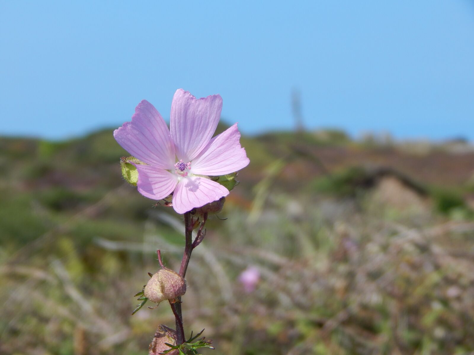 Nikon Coolpix L830 sample photo. Flower, pink, nature photography