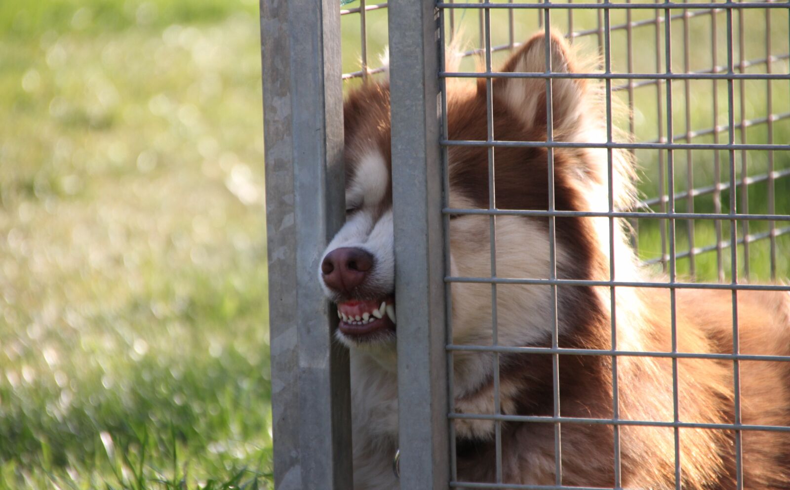 Canon EOS 500D (EOS Rebel T1i / EOS Kiss X3) sample photo. Husky, dog, animal photography