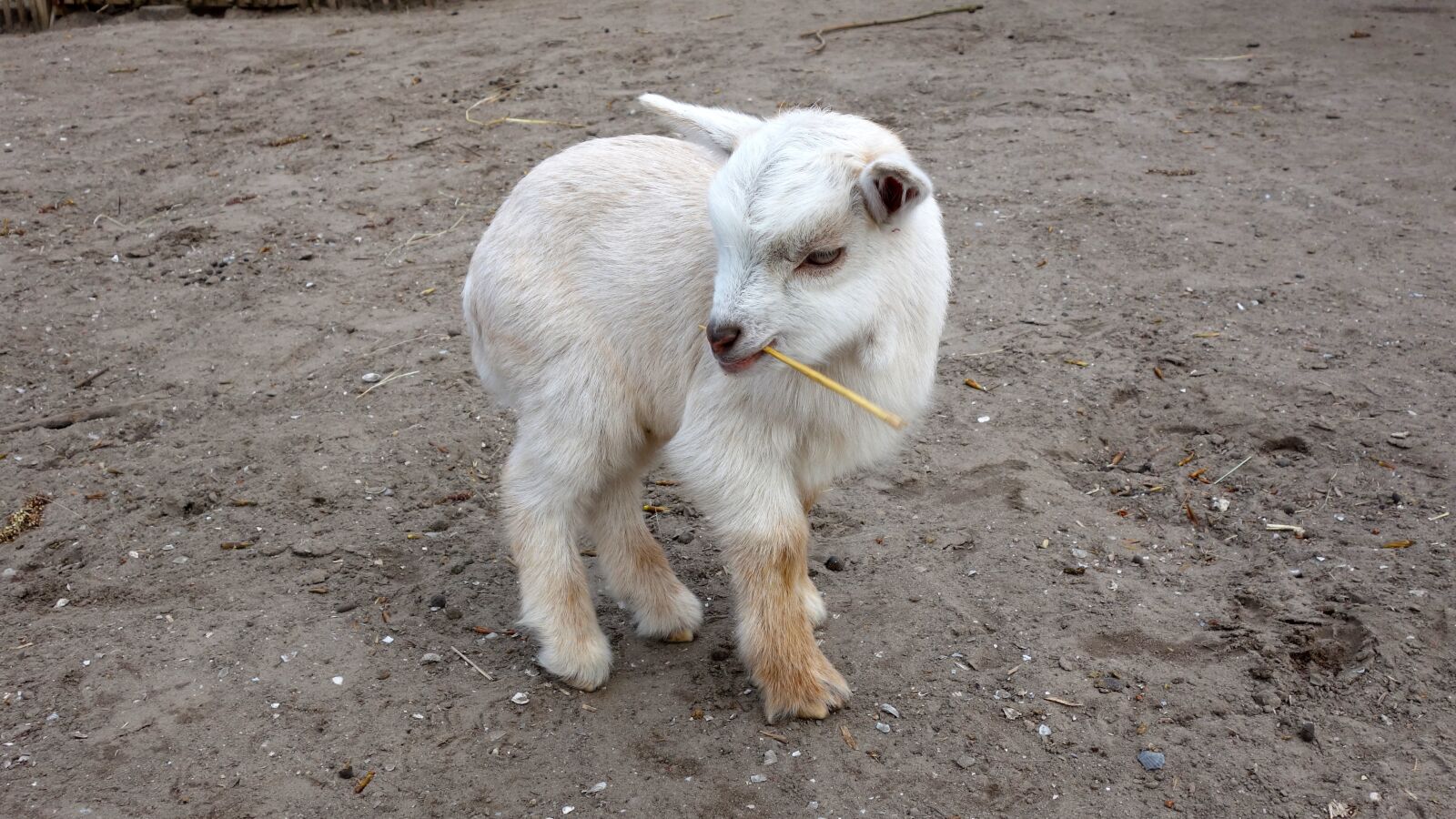 Sony Cyber-shot DSC-RX100 sample photo. Lamb, sheep, outdoor life photography