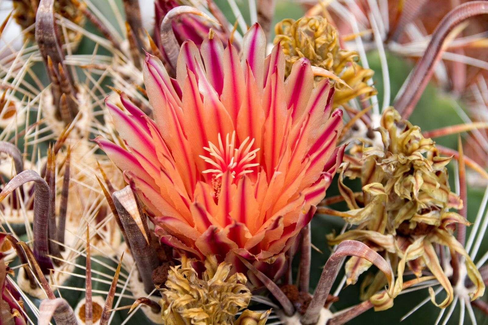 Nikon D5300 sample photo. Jardin de cactus, cactus photography