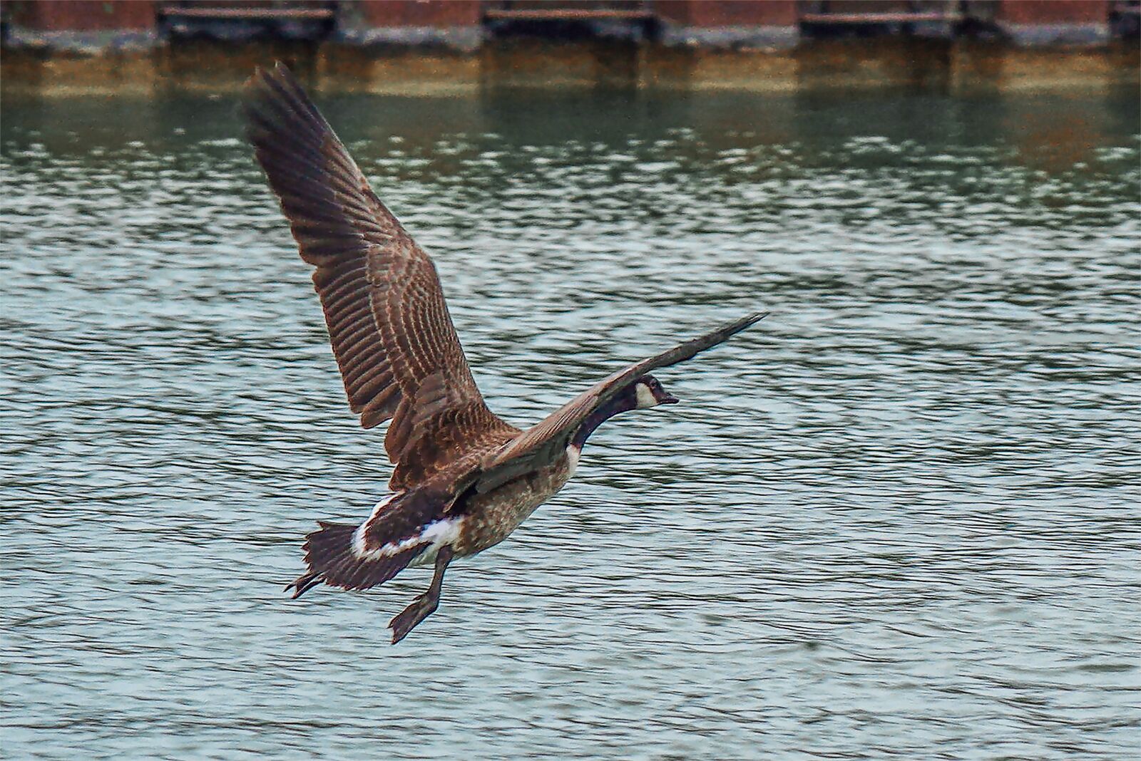 Canon EOS 400D (EOS Digital Rebel XTi / EOS Kiss Digital X) sample photo. Goose, canada goose, aquatic photography