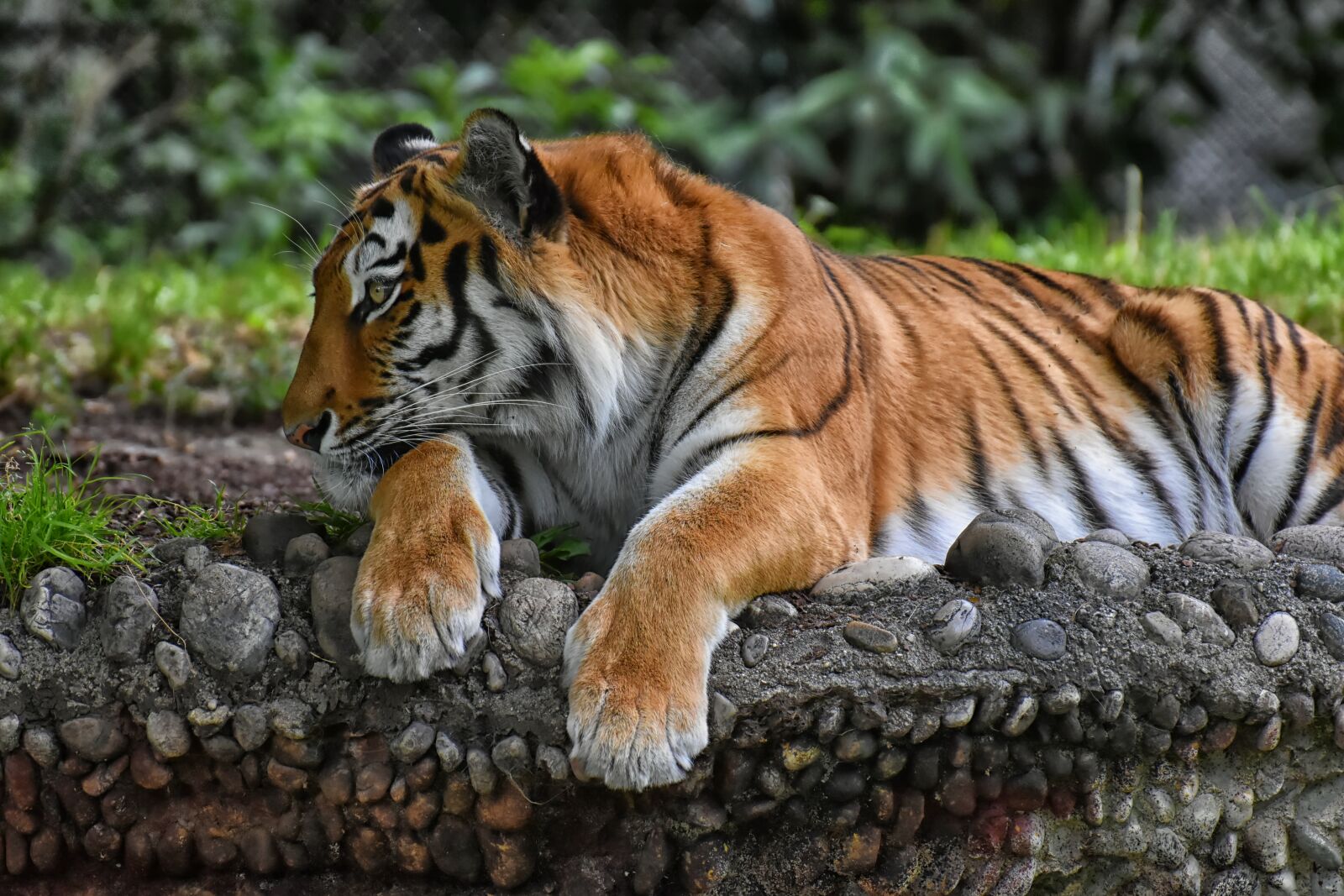 Nikon D7200 sample photo. Tiger, big cat, predator photography