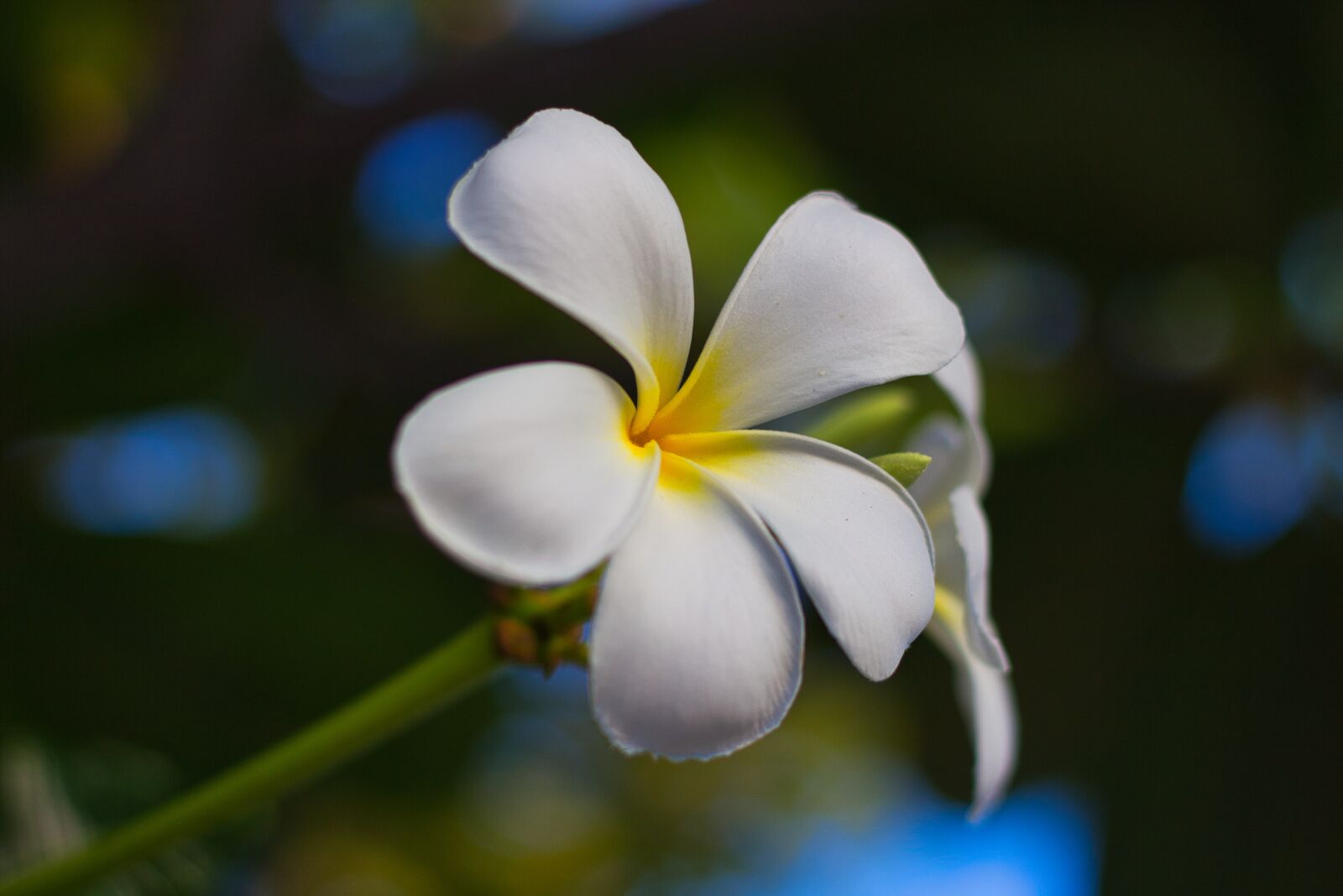 Canon EOS 700D (EOS Rebel T5i / EOS Kiss X7i) sample photo. Flower, sun, natural photography