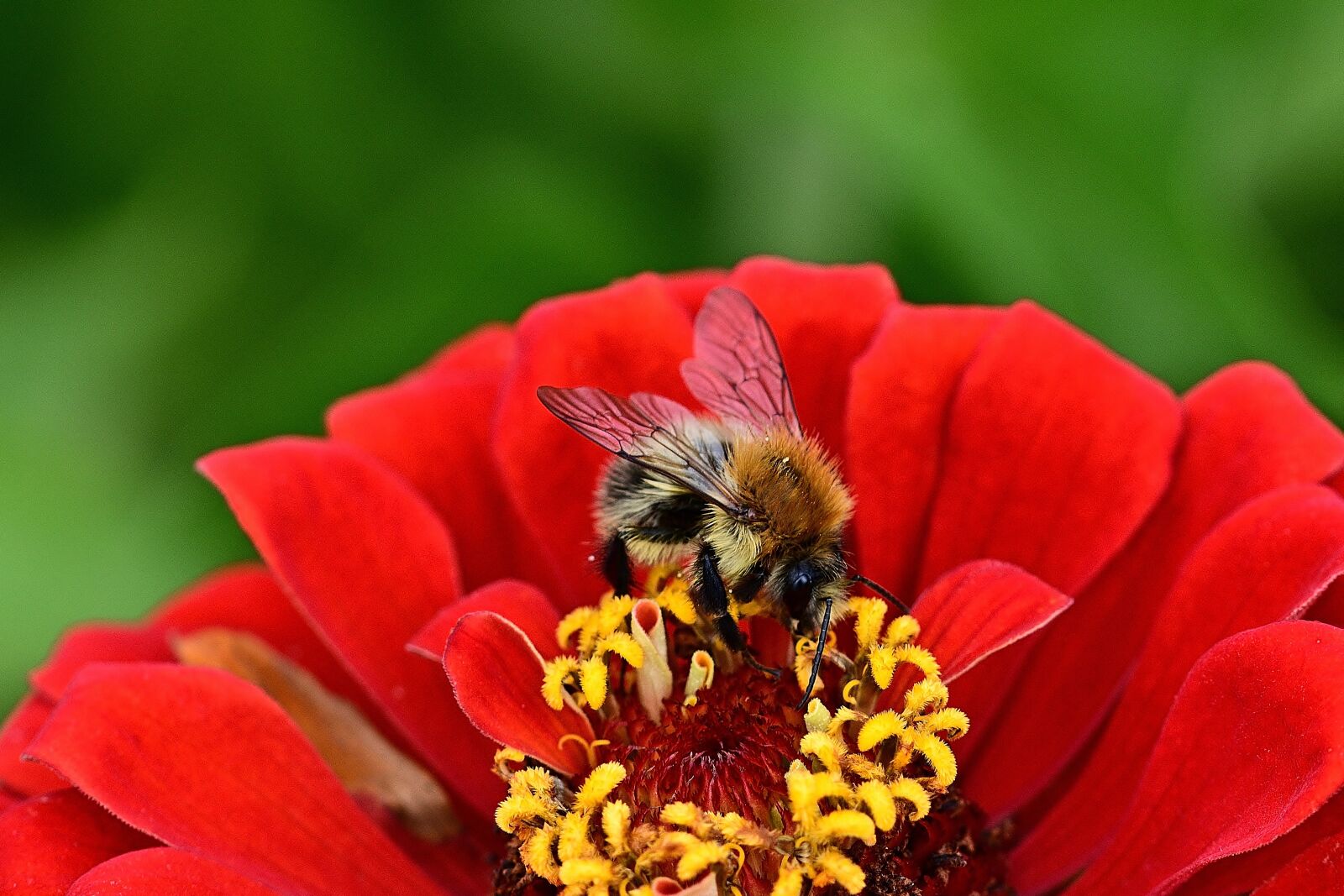Nikon D5200 sample photo. Flower, blossom, bloom photography