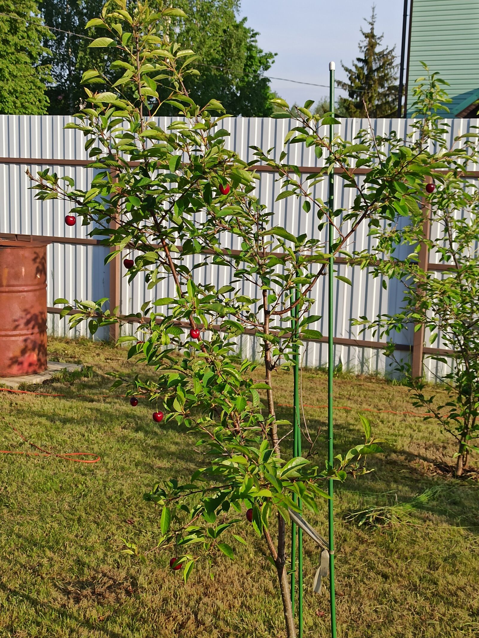 Xiaomi Redmi Note 8 Pro sample photo. Dacha, cherry, nature photography