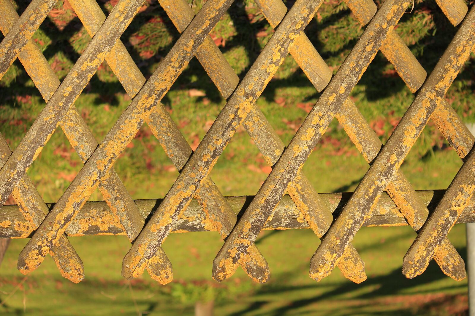 Canon EOS 550D (EOS Rebel T2i / EOS Kiss X4) sample photo. Garden fence, sun game photography