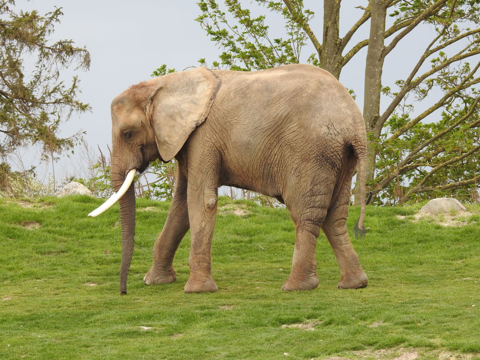 Nikon Coolpix P900 sample photo. Elephant, ivory, africa photography