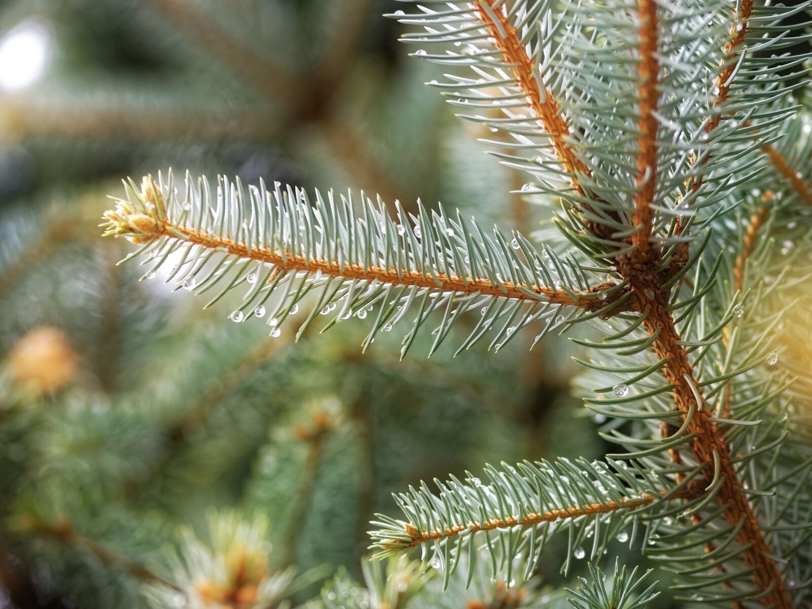 Nikon D5300 sample photo. Twig, brad, conifer photography