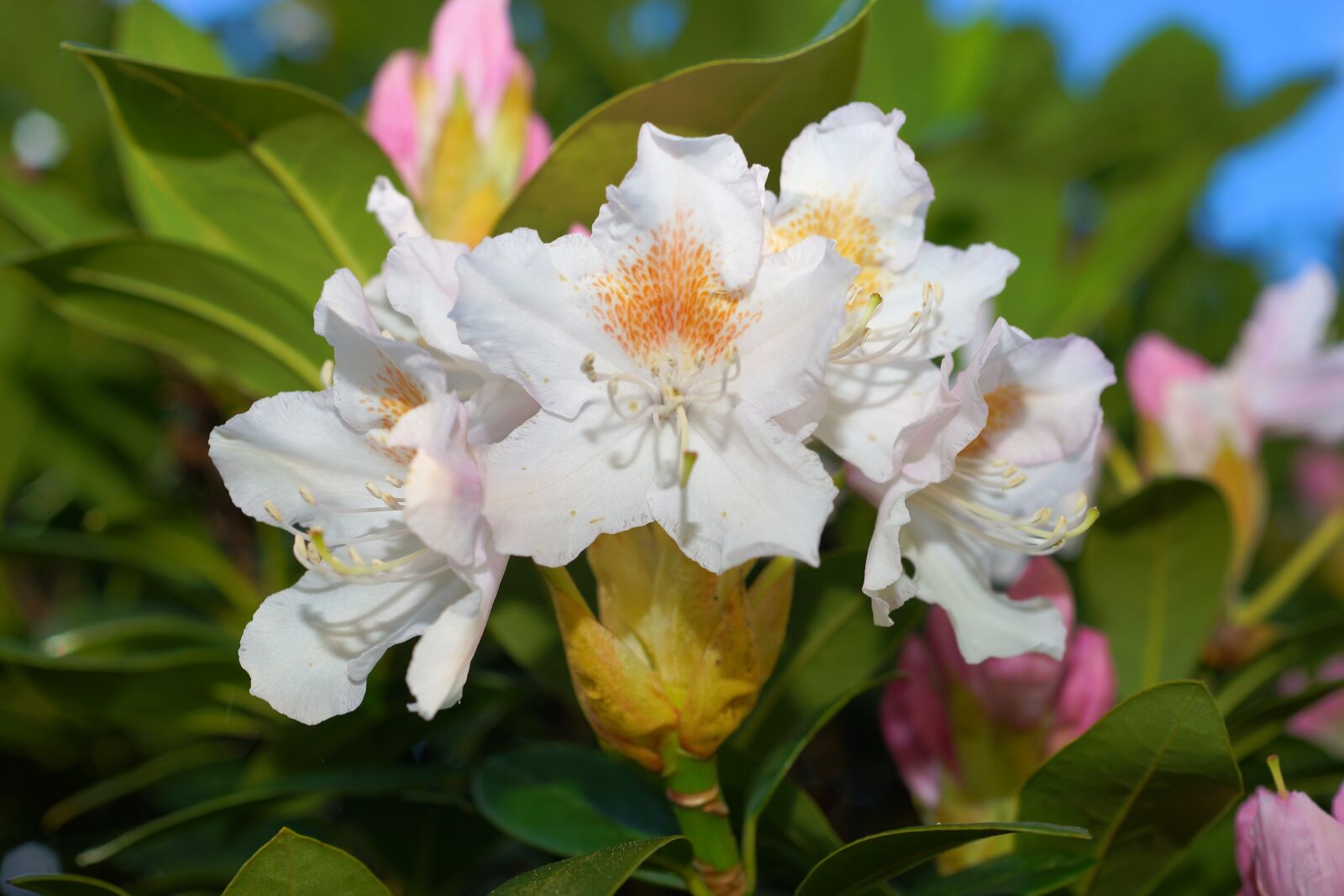 Sony a99 II sample photo. Rhododendron, white, nature photography