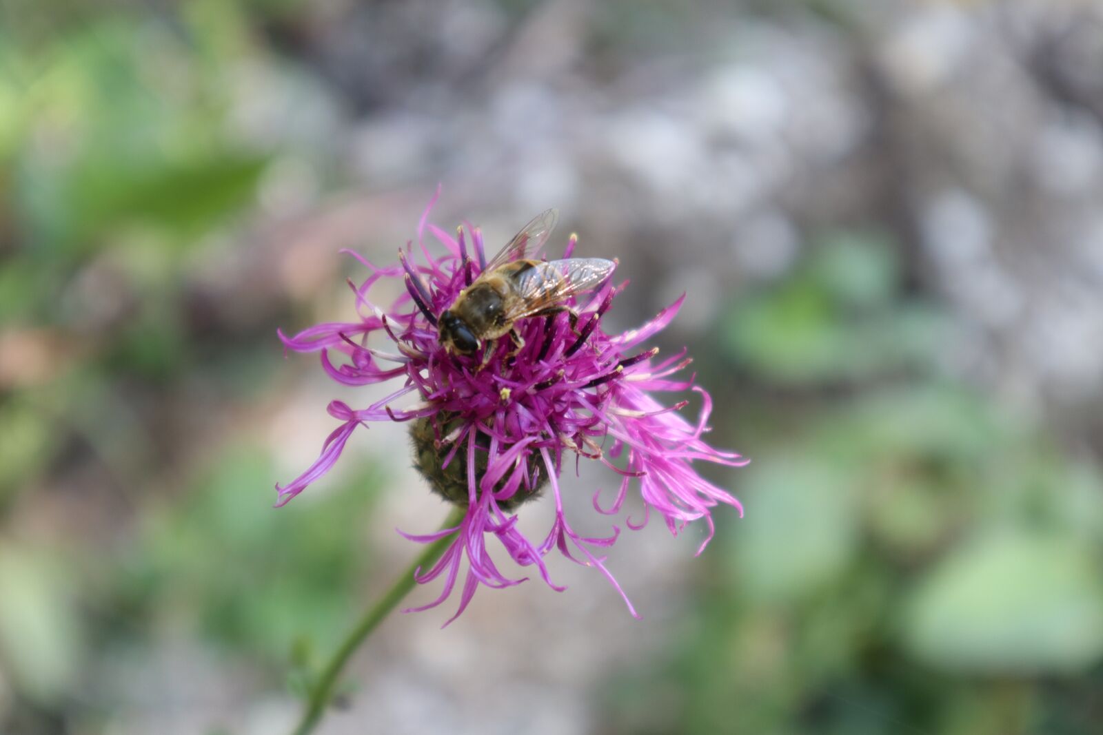 Canon EOS M100 sample photo. Bee, flower, purple photography