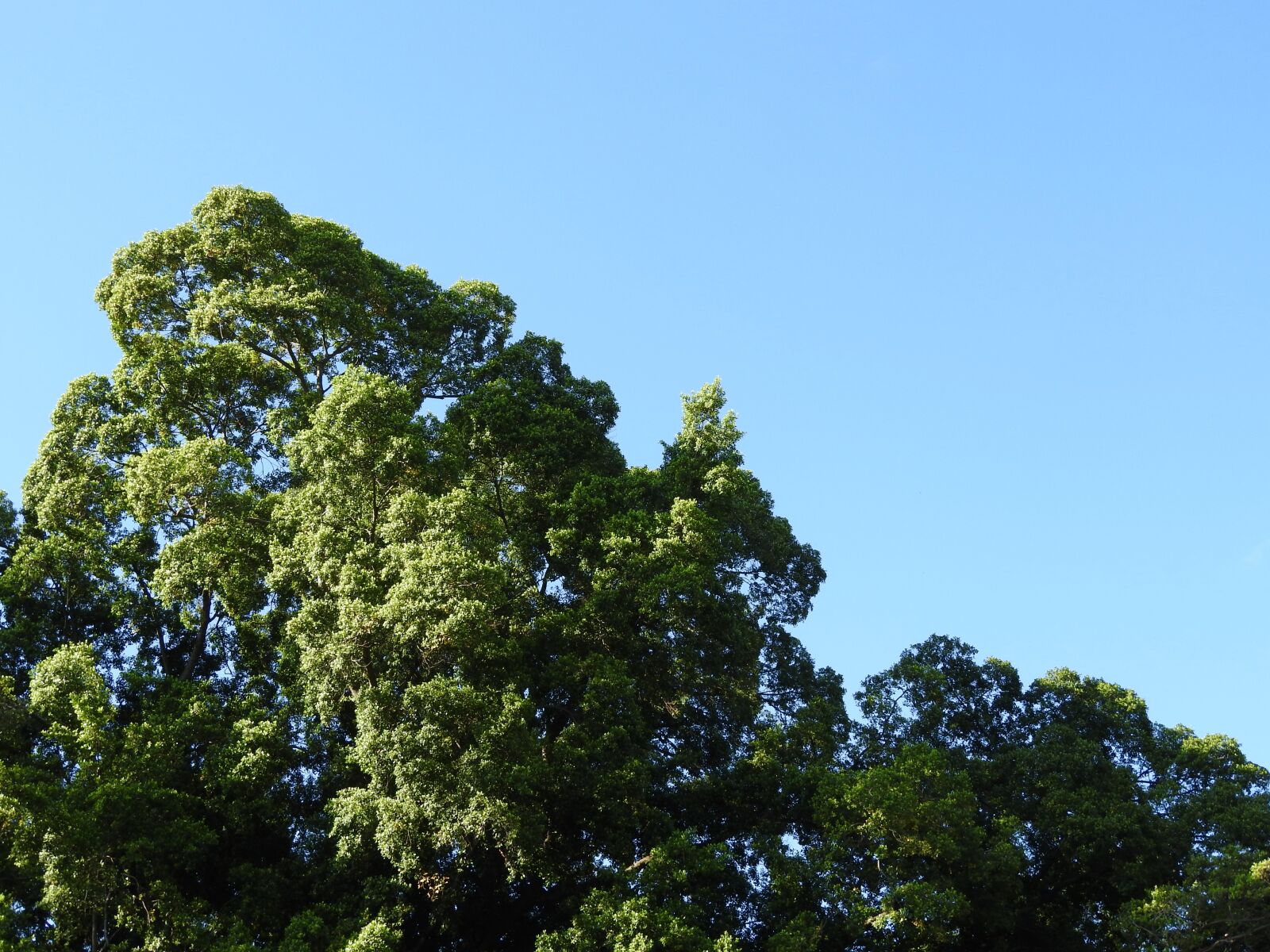 Nikon Coolpix P610 sample photo. Sky, nature, tree photography