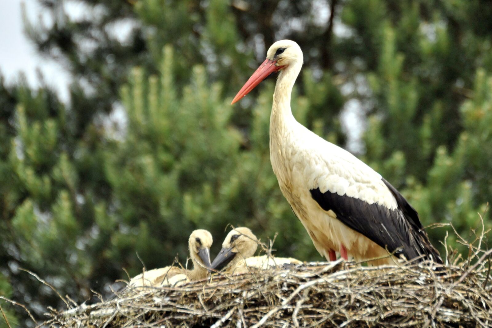 Nikon D3 sample photo. Stork, ciconia, cigogneau photography