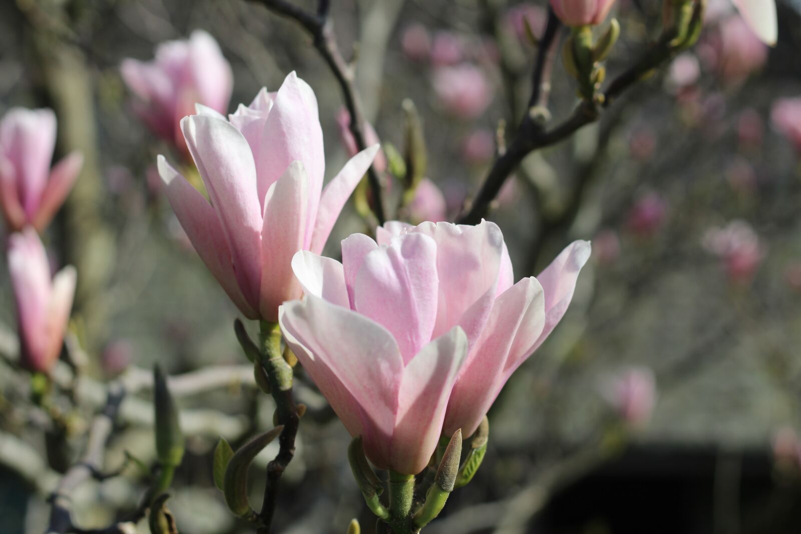 Canon EOS 1300D (EOS Rebel T6 / EOS Kiss X80) + Canon EF 50mm F1.8 STM sample photo. Spring, magnolia, scented photography