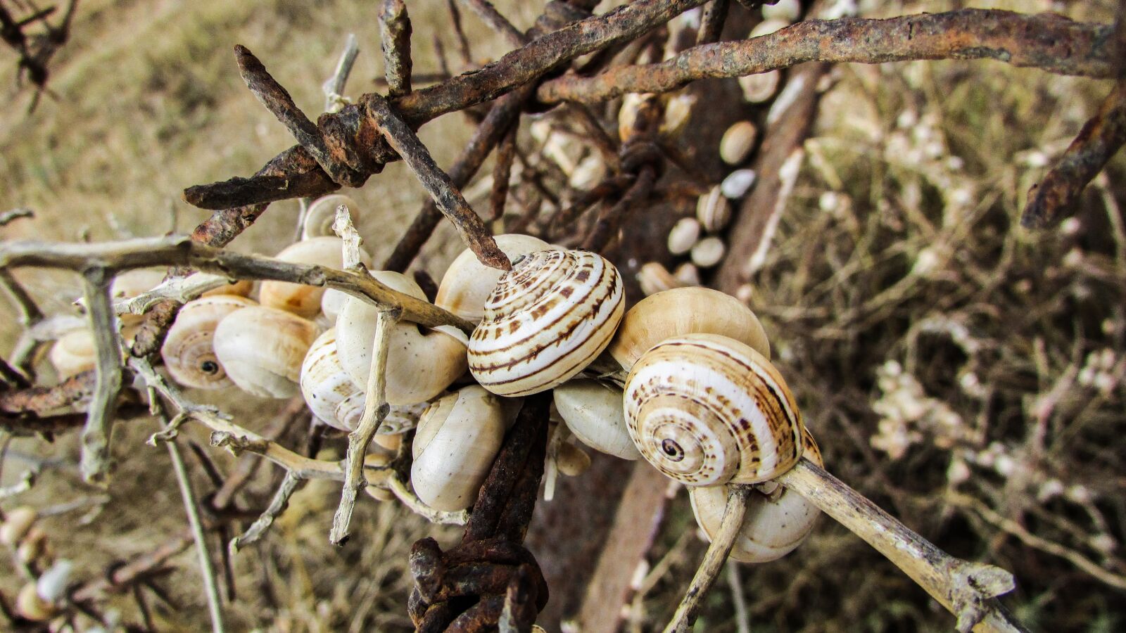 Canon PowerShot SX400 IS sample photo. Shells, snail, colony photography