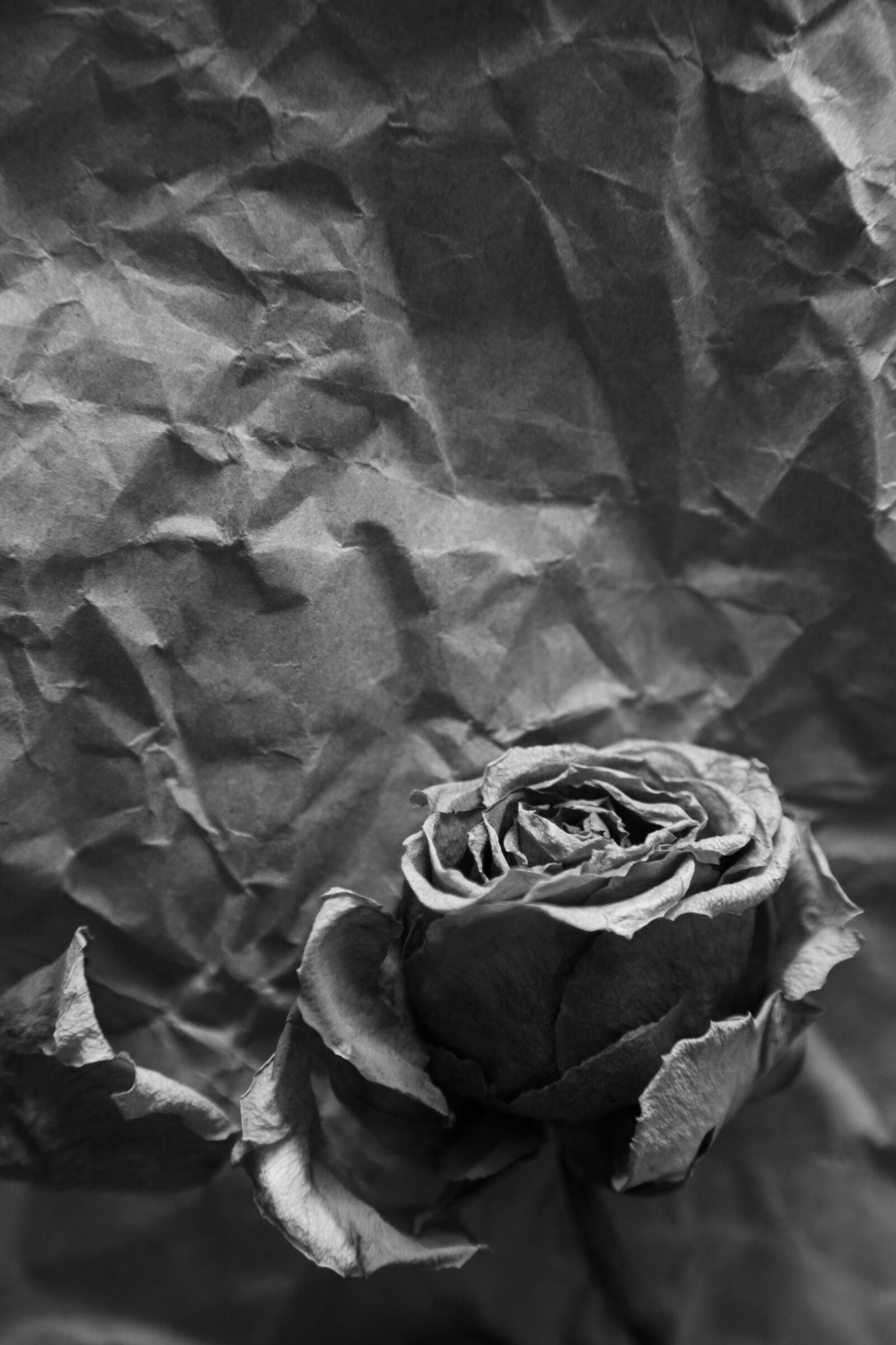 Canon EOS 5D Mark II sample photo. Faded, fading, wilted photography