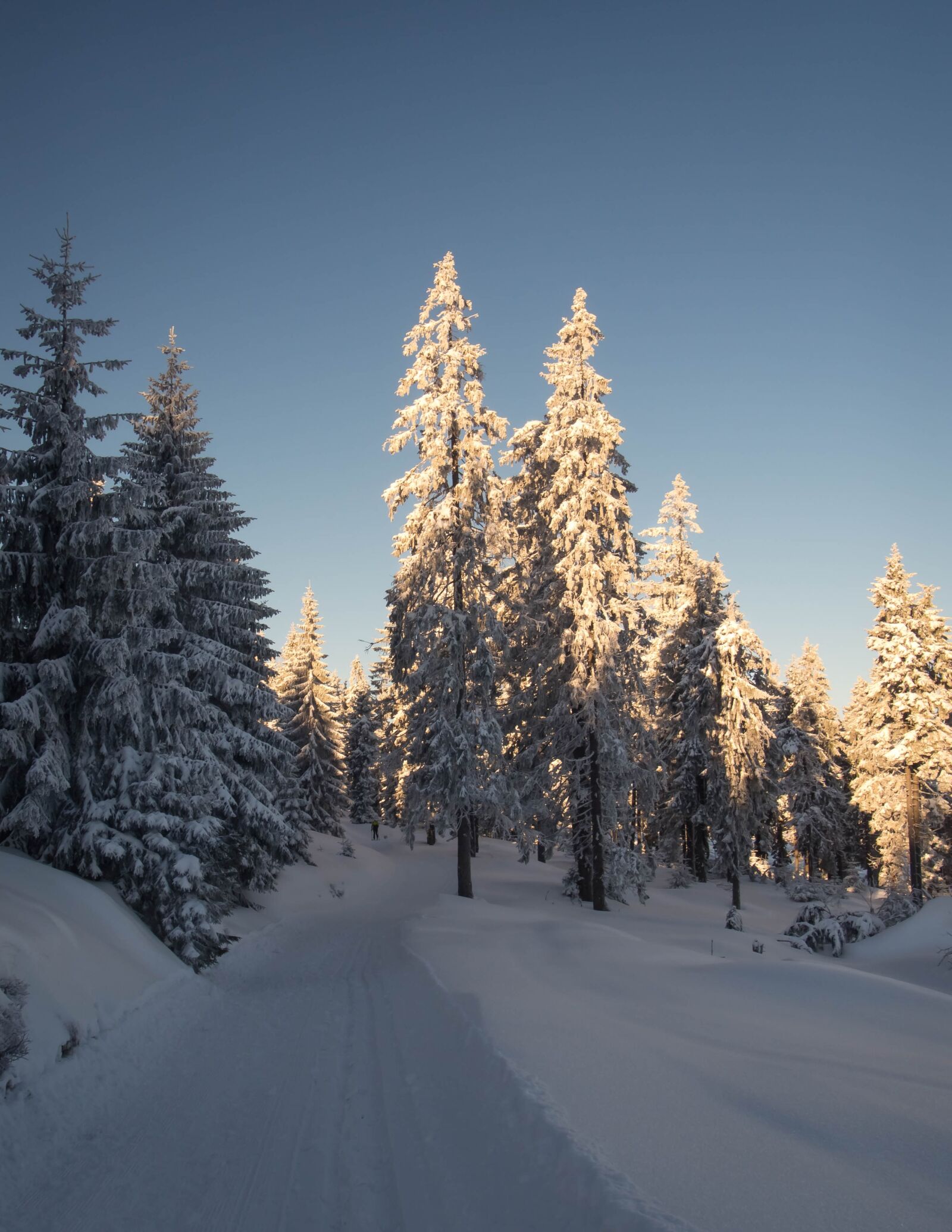 Olympus PEN E-PL6 sample photo. Snow, winter, forest photography