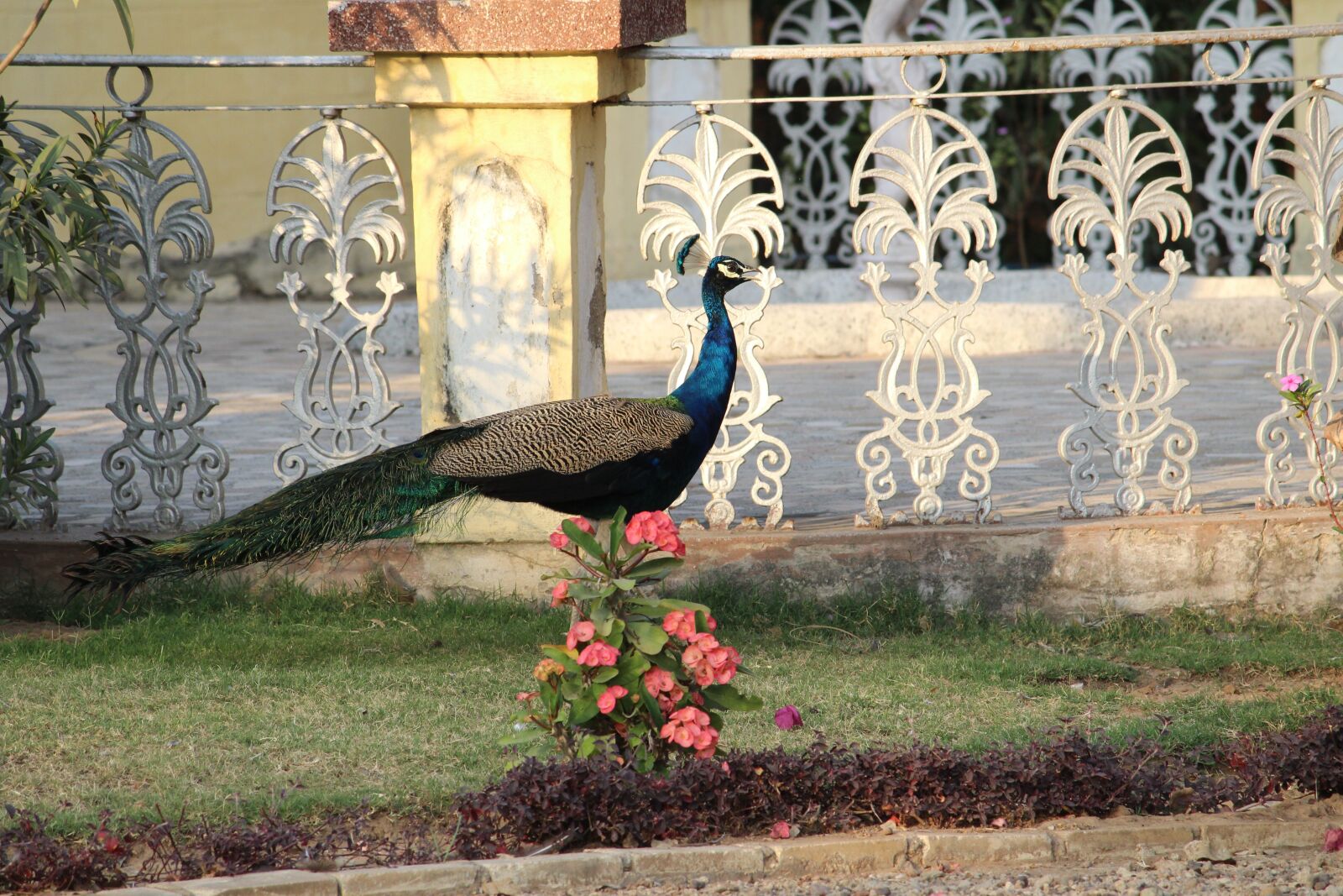 Canon EOS 1300D (EOS Rebel T6 / EOS Kiss X80) sample photo. Peacock, birds, indian birds photography