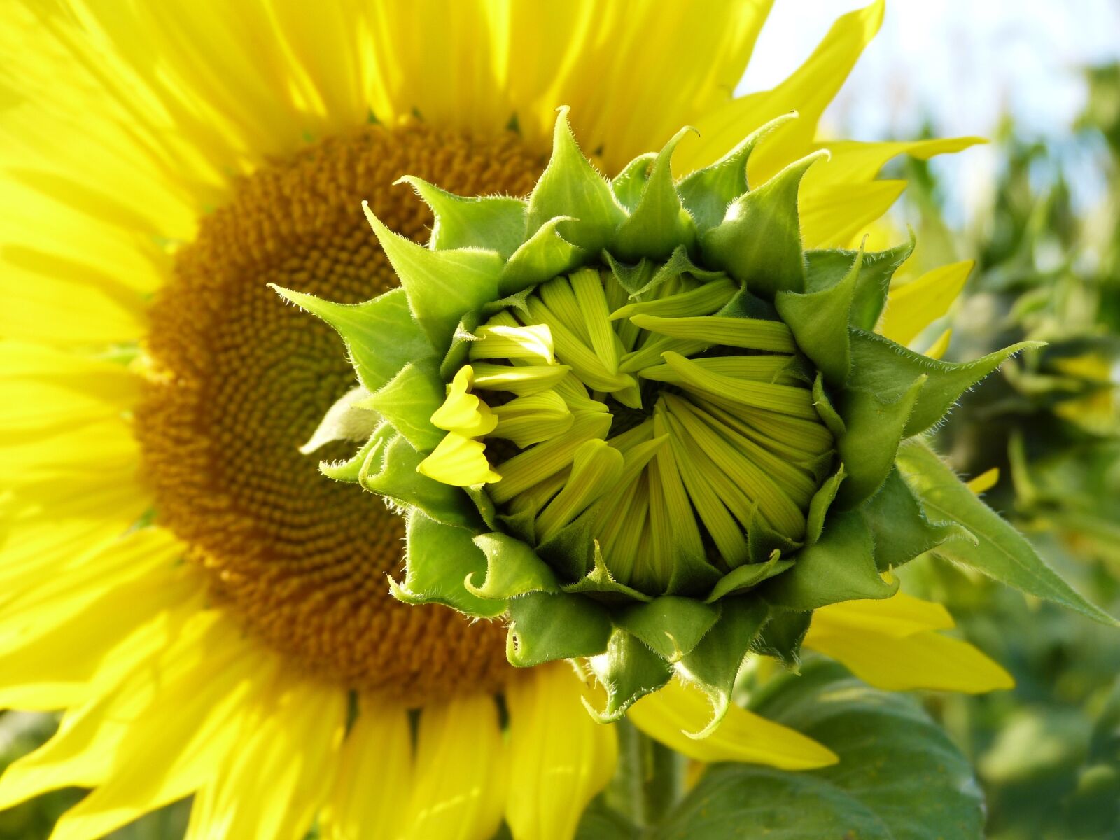 Panasonic Lumix DMC-FZ150 sample photo. Sunflower, blossom, bloom photography